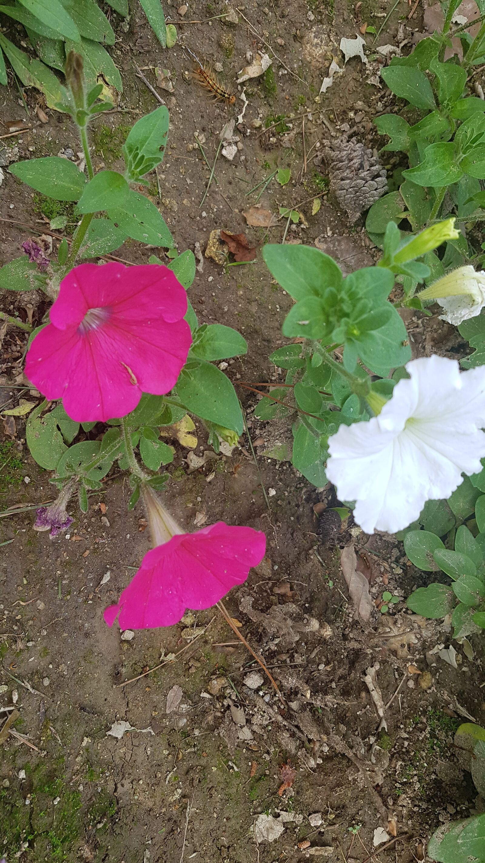 Samsung Galaxy S7 sample photo. Pink flower, white flower photography