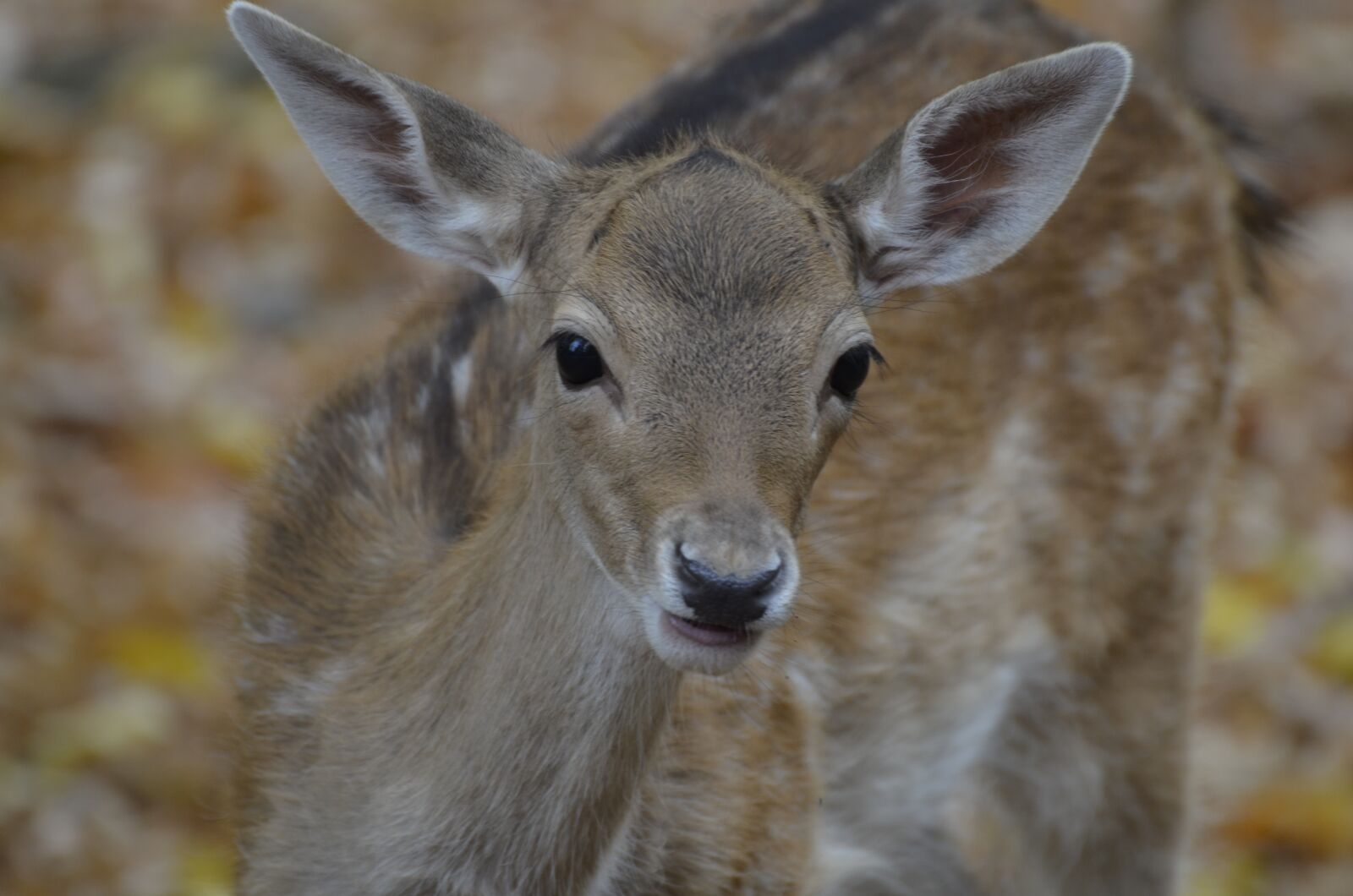 Nikon D5100 sample photo. Damm wild, roe deer photography