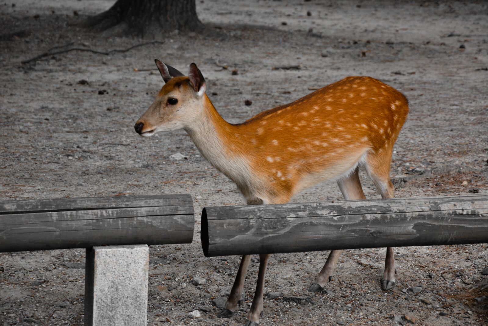 Nikon D5200 sample photo. Deer, animal, nature photography