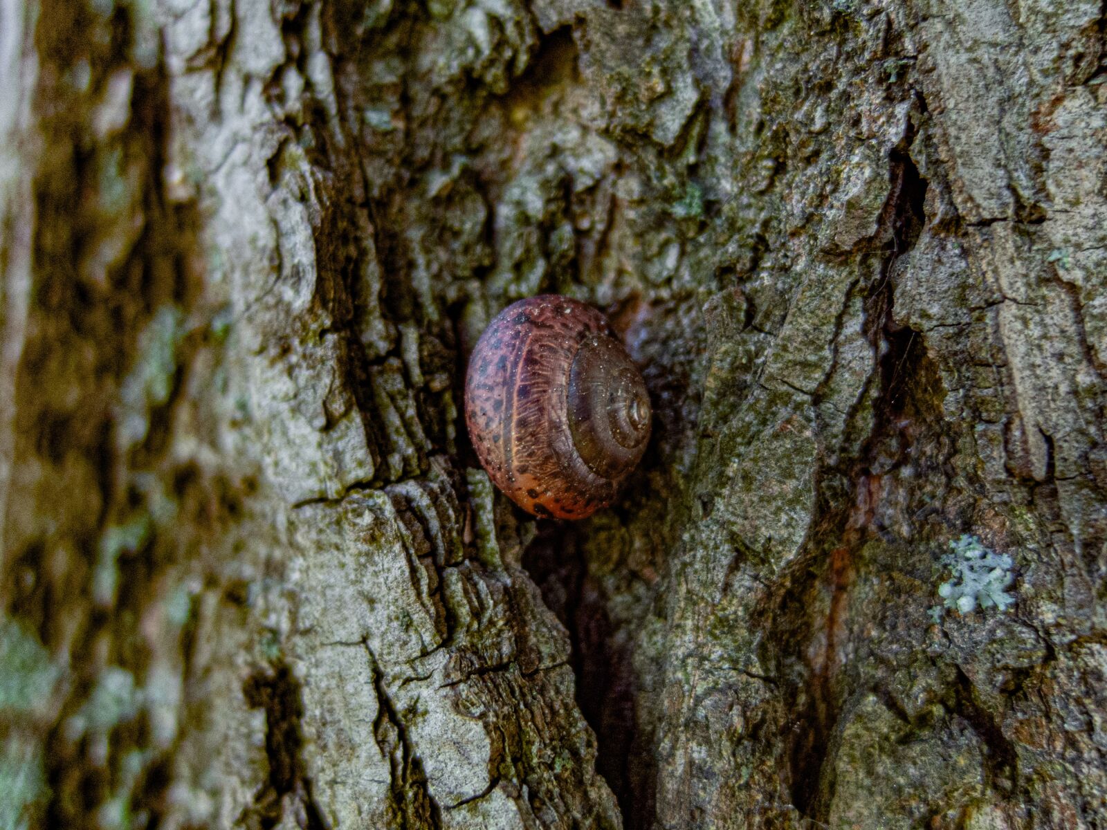 Nikon Coolpix P340 sample photo. Snail, tree, brown photography
