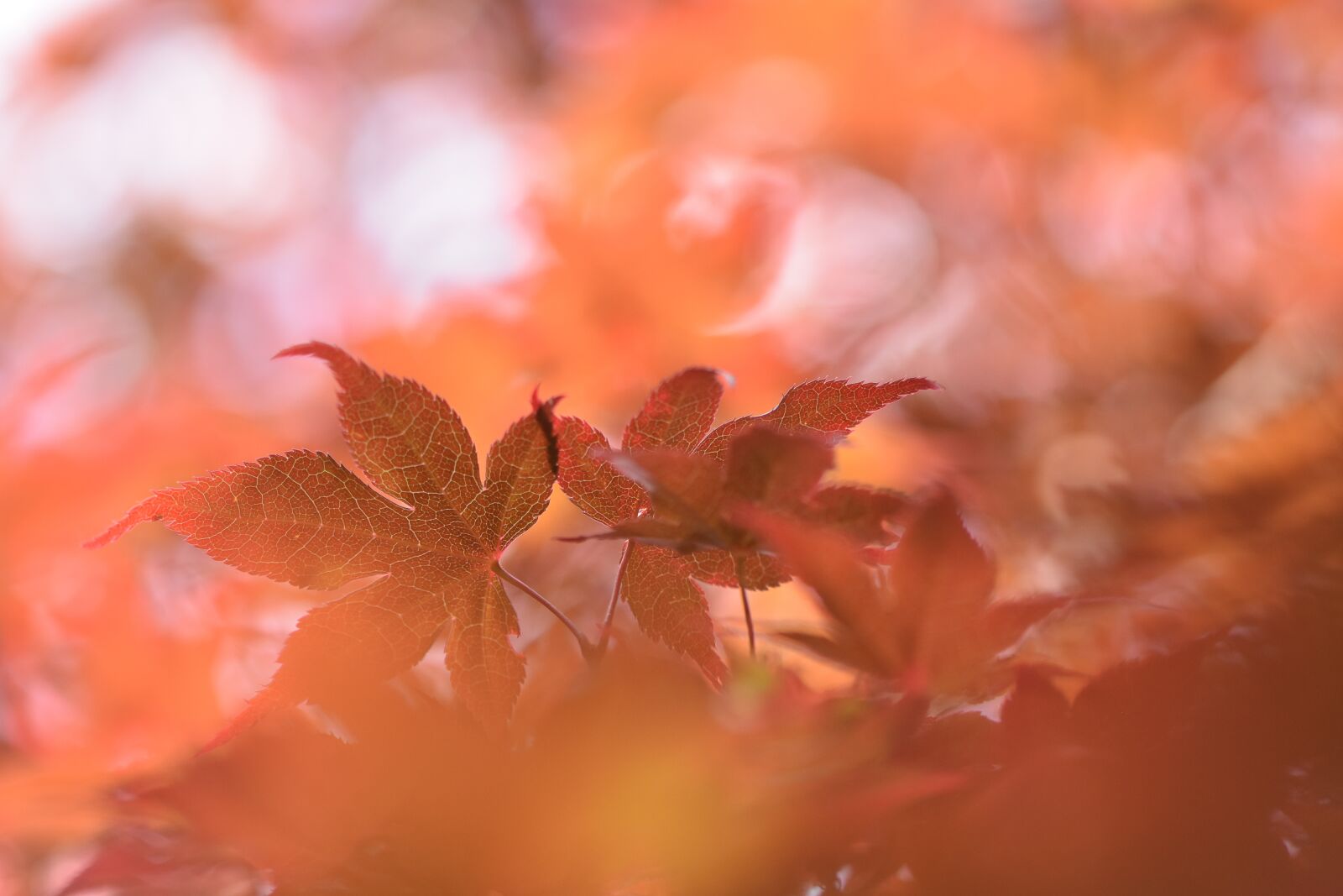 Nikon D7200 sample photo. Japanese maple, tree, nature photography