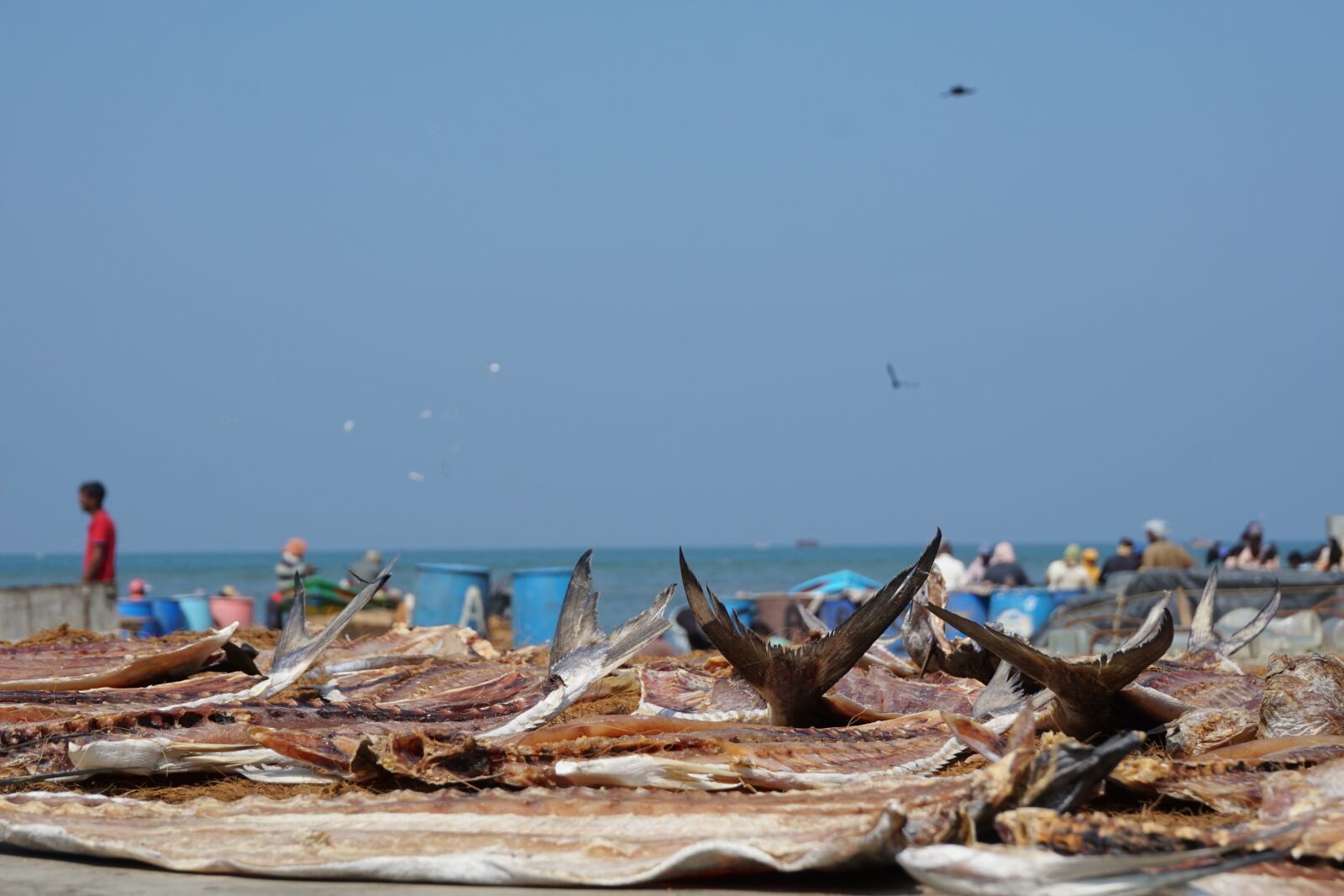 Sony a6000 sample photo. Market, fish, dried photography