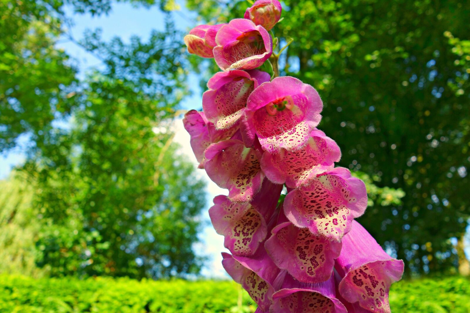Sony Cyber-shot DSC-RX100 sample photo. Foxglove, flower, purpurea photography