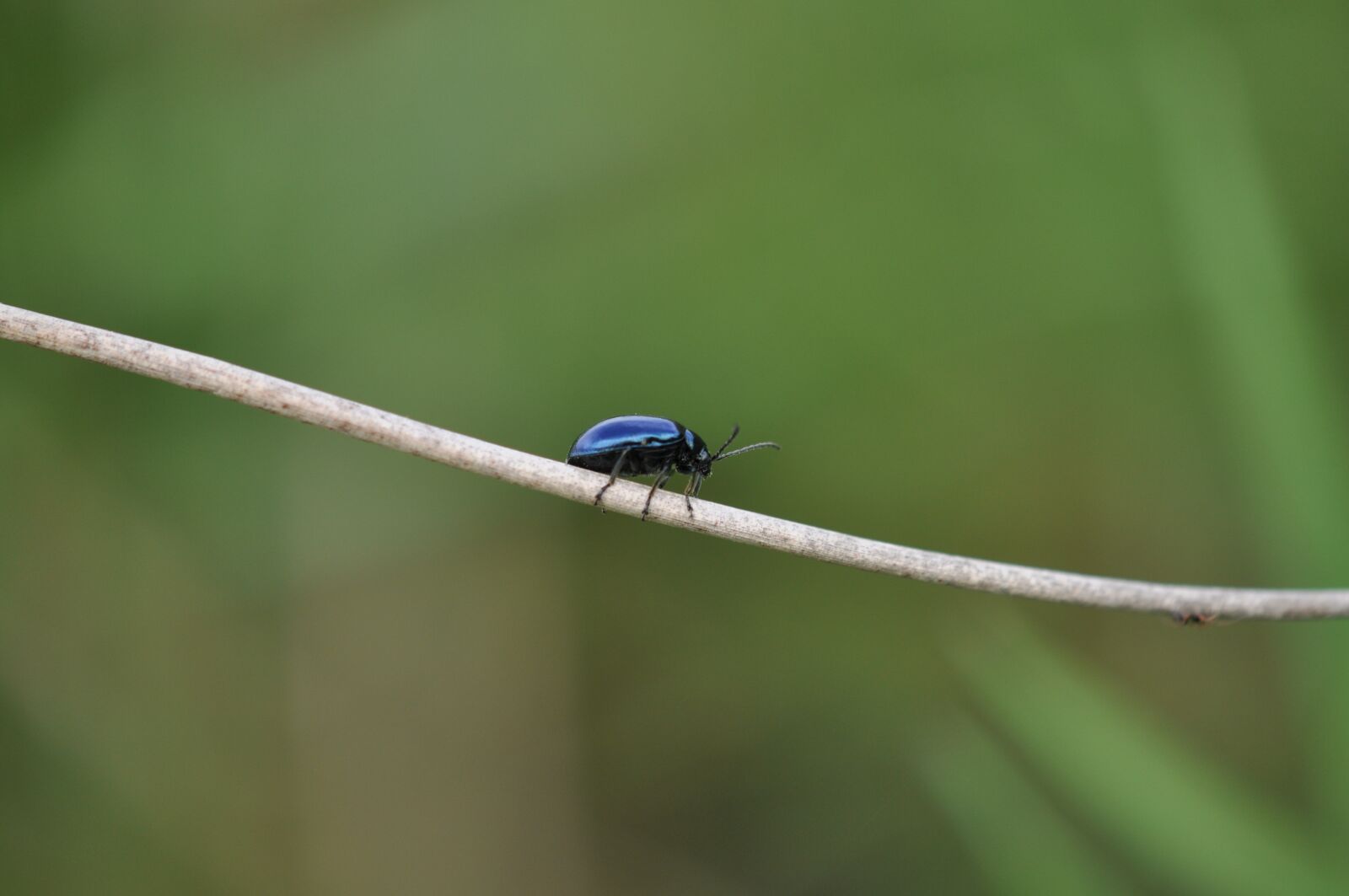 Nikon D5000 sample photo. Beetle, nature, animal photography