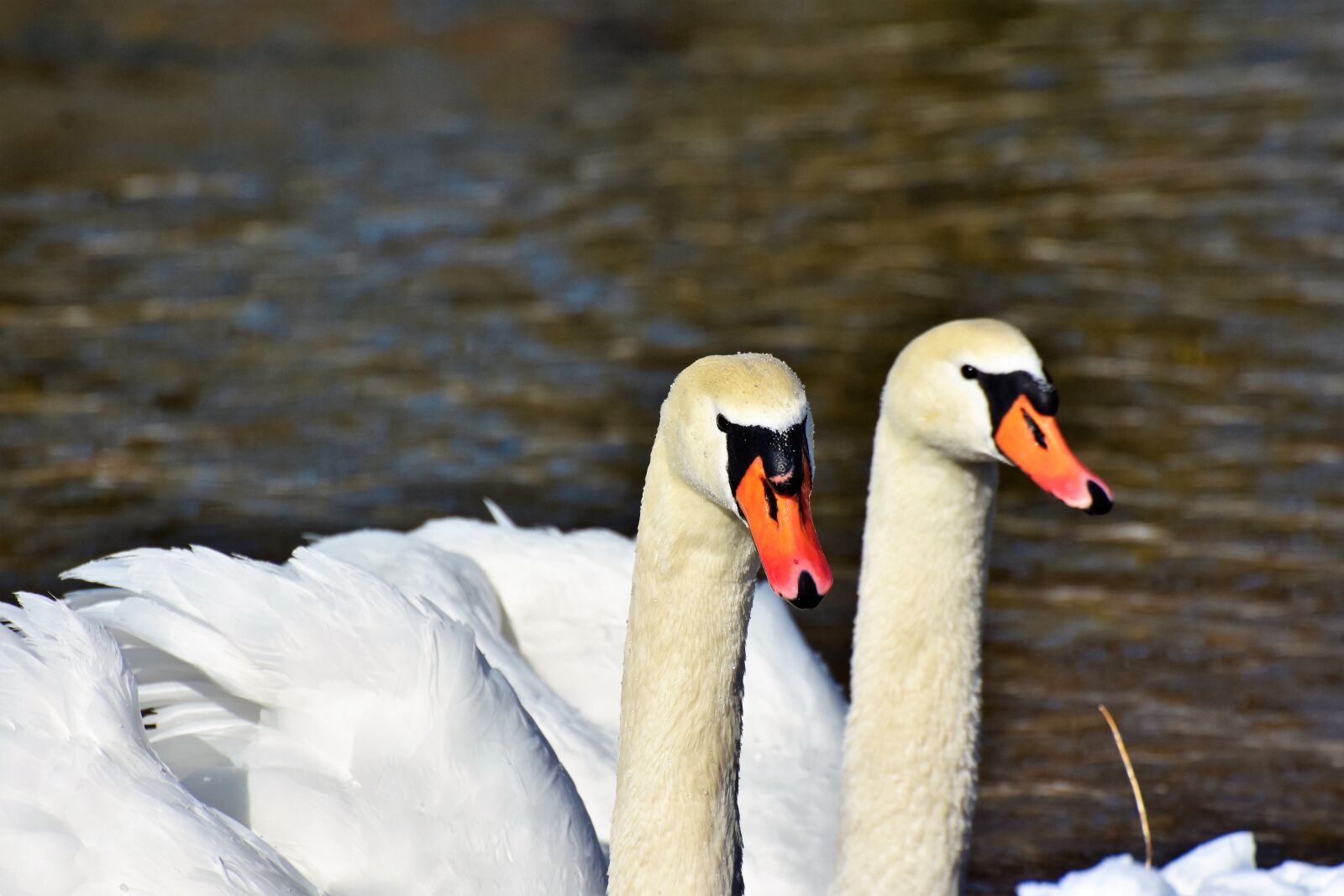 Nikon D7200 sample photo. Swan, water bird, schwimmvogel photography