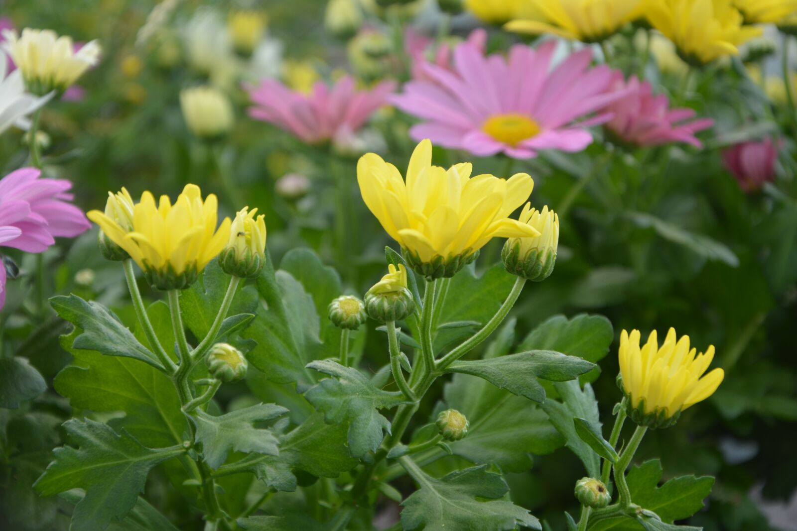 Nikon D5200 sample photo. Flower, nature, plant photography
