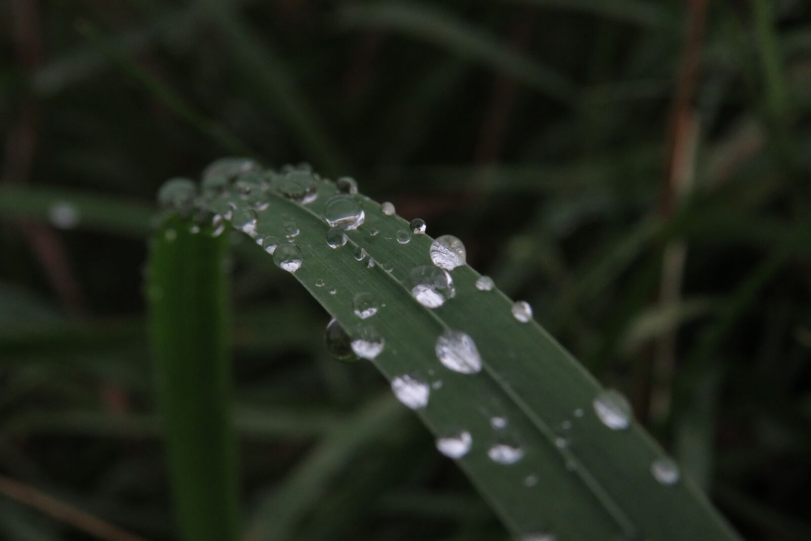 Canon PowerShot SX540 HS sample photo. Drops, green, rain photography