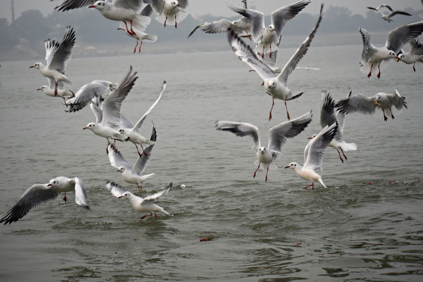 Nikon D3300 sample photo. Seagulls, flock, nature photography
