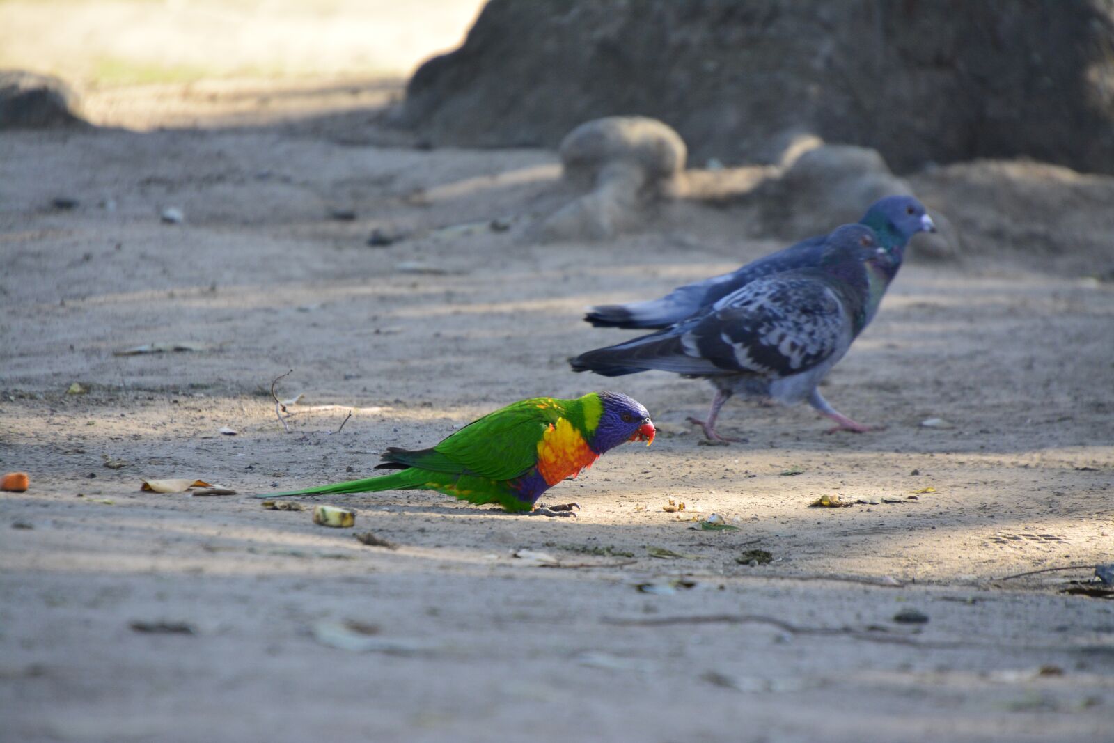Nikon D5200 sample photo. Australia, bird, brisbane photography