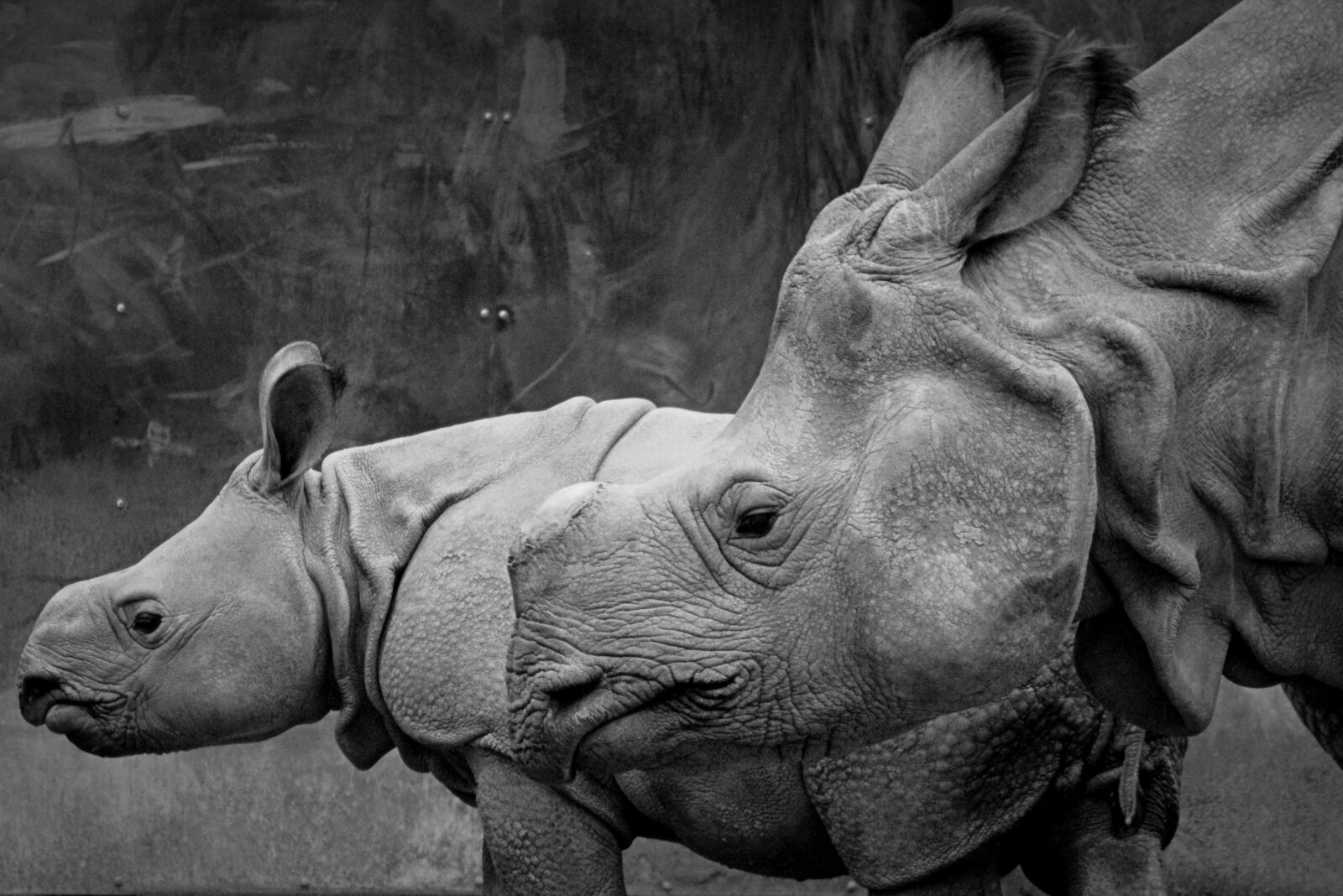 Nikon D5200 sample photo. Rhino, animal, mammal photography