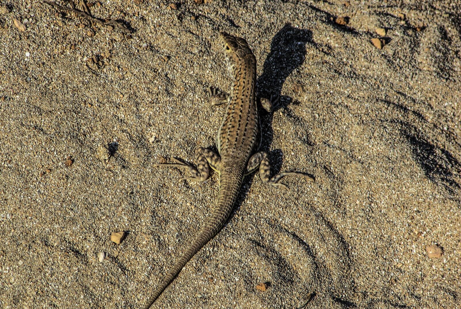 Canon PowerShot SX400 IS sample photo. Camouflage, adaptation, lizard photography