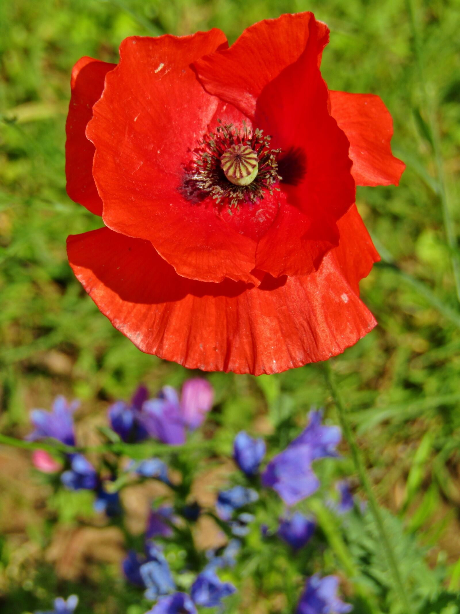 Canon POWERSHOT SX432 IS sample photo. Poppy, flower, blossom photography