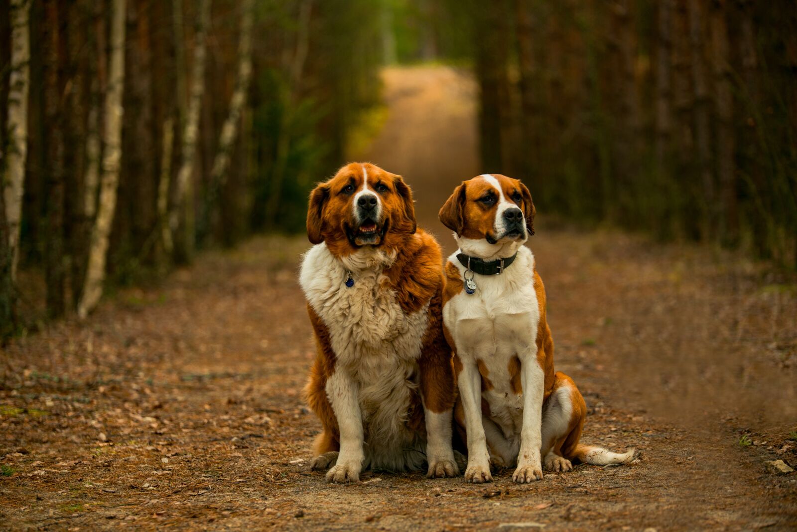 Canon EOS 6D sample photo. Saint bernard, dog, freedom photography