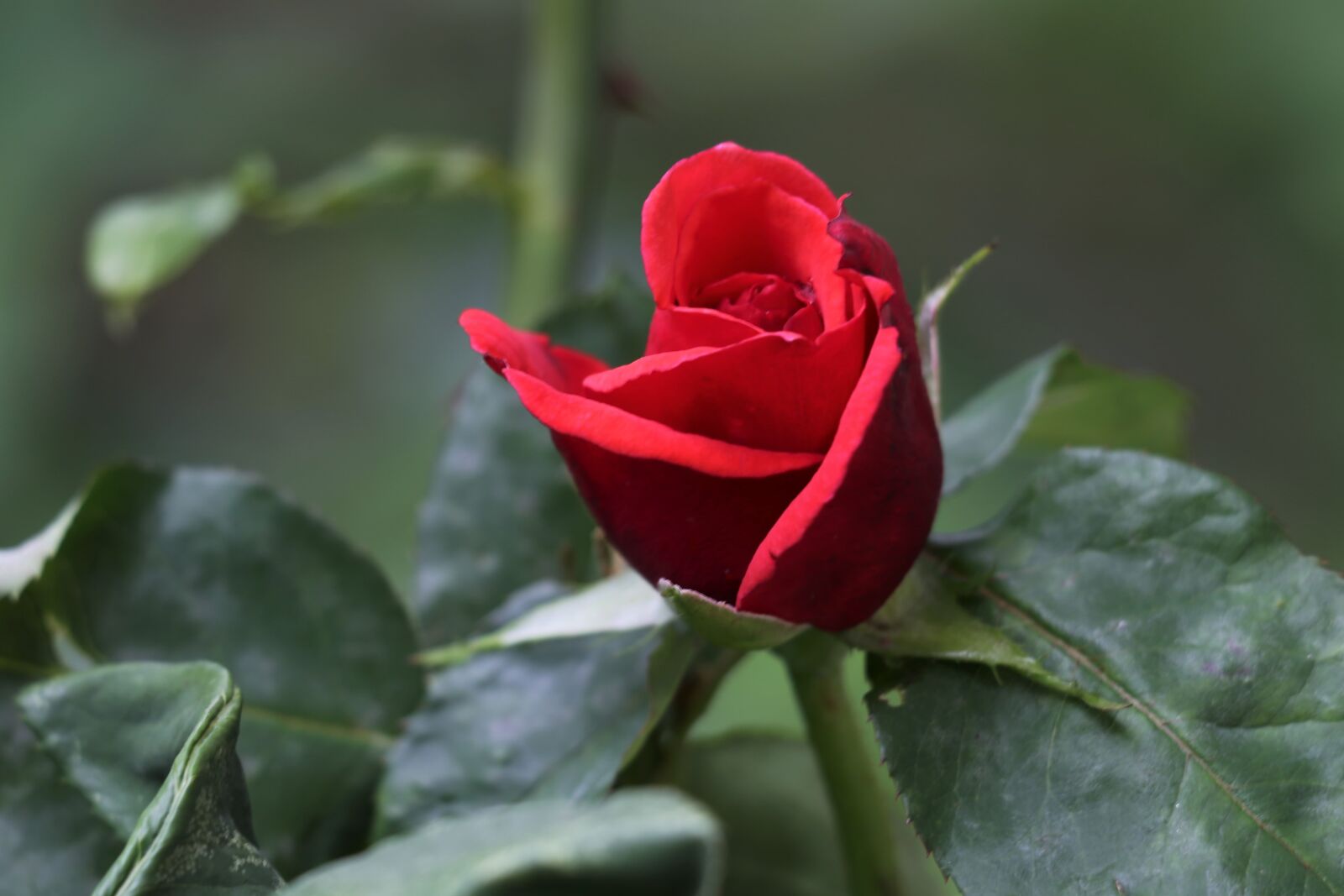 Canon EOS 6D + Canon EF 70-300 F4-5.6 IS II USM sample photo. Red rose velvet, love photography