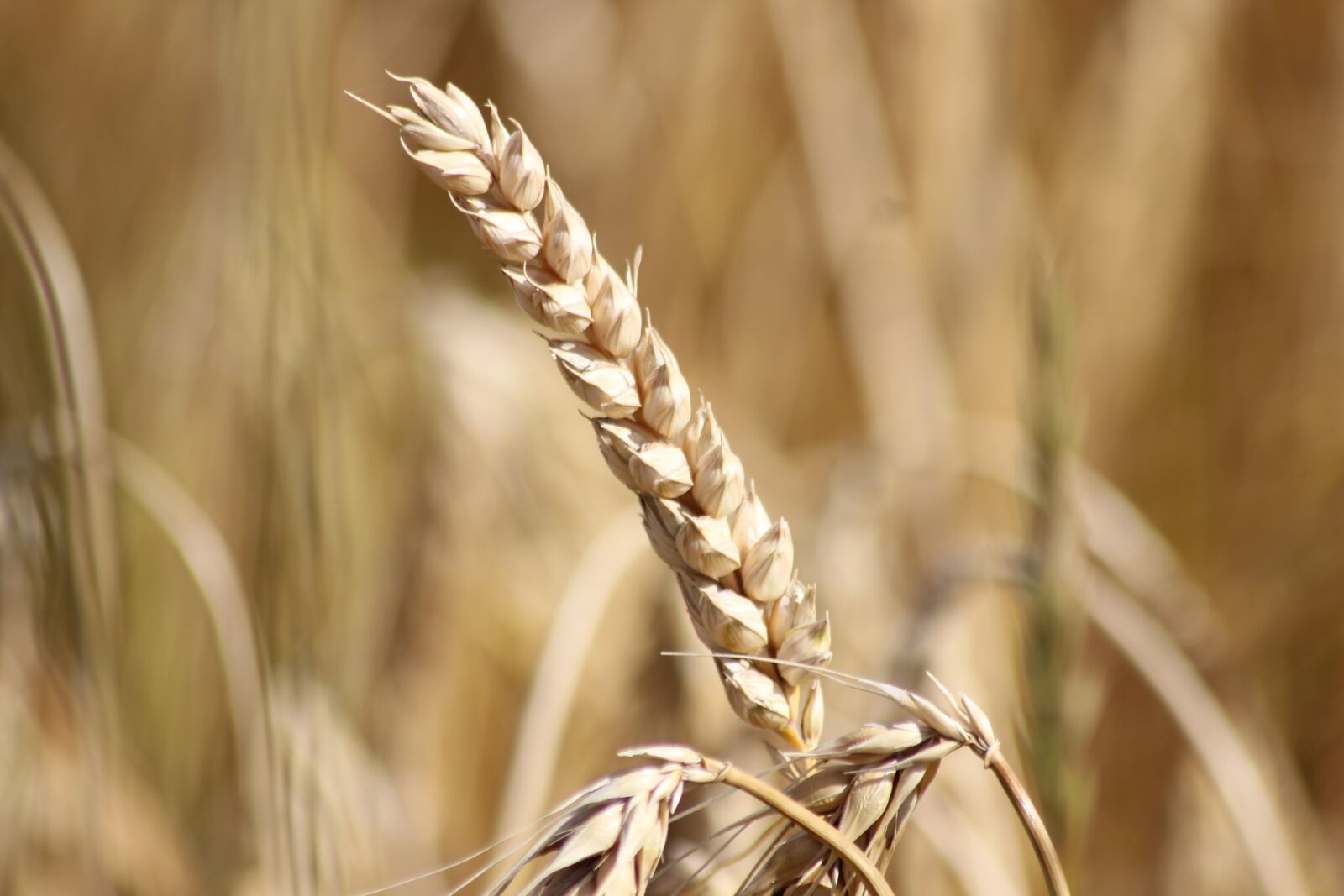 Canon EOS 600D (Rebel EOS T3i / EOS Kiss X5) sample photo. Wheat, cereals, field photography