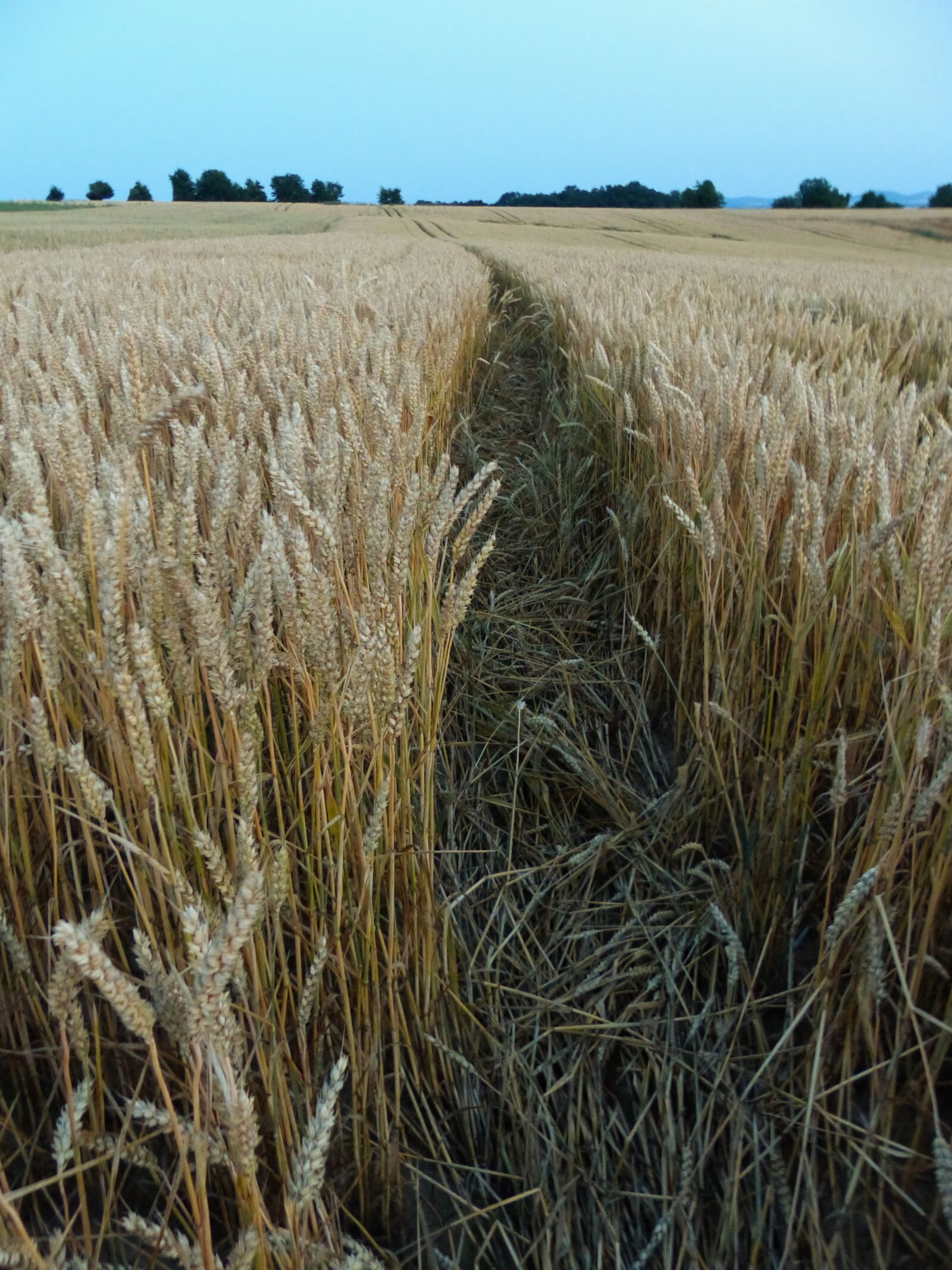 Panasonic Lumix DMC-FZ200 sample photo. Field, landscape, cornfield photography