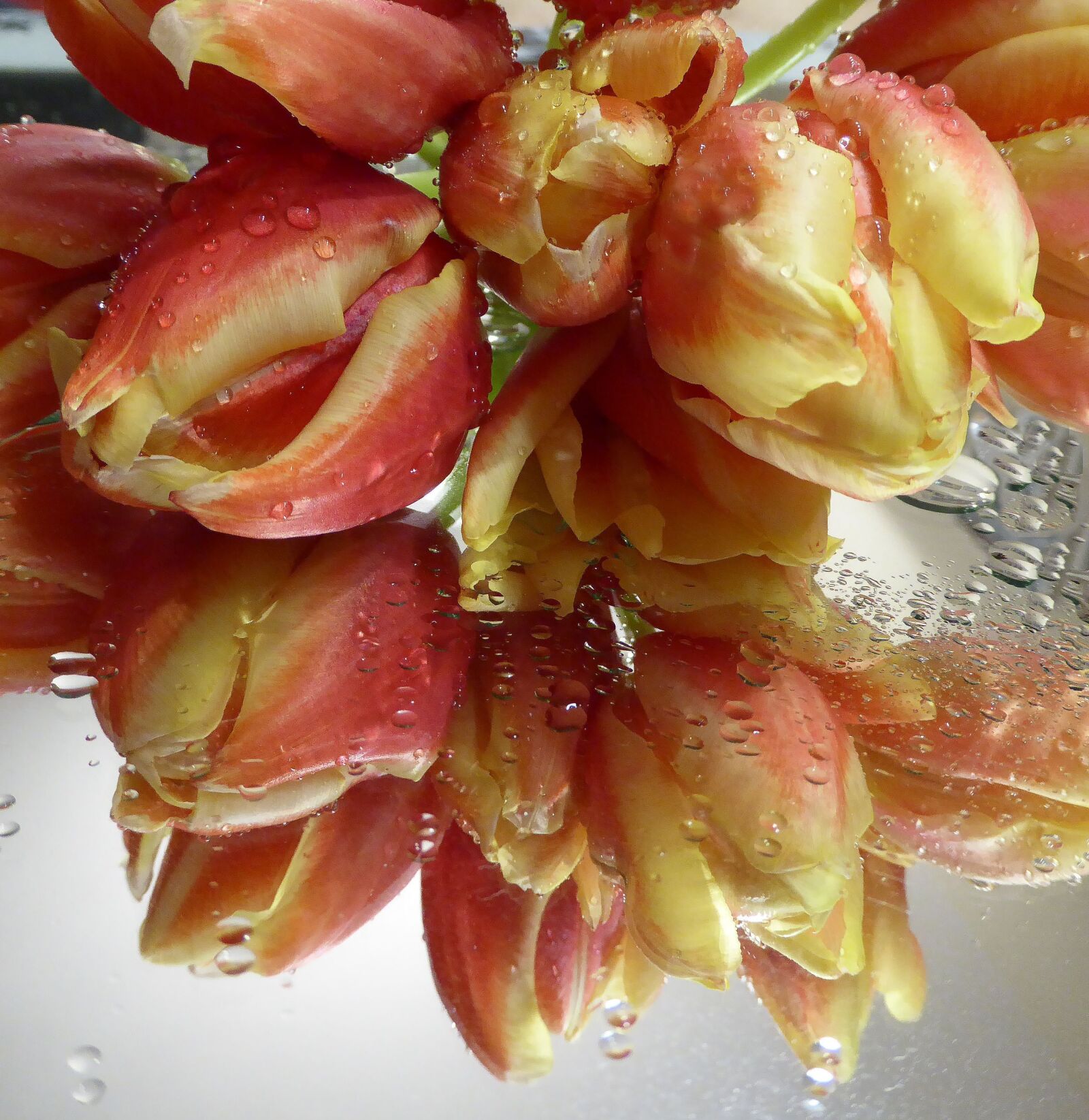 Panasonic DMC-TZ61 sample photo. Spring, tulip bouquet, salmon photography