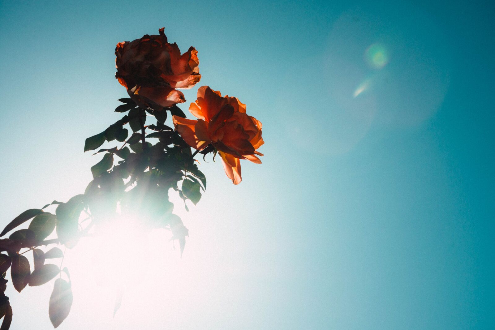 Nikon D7200 sample photo. Plant, shrub, flower photography