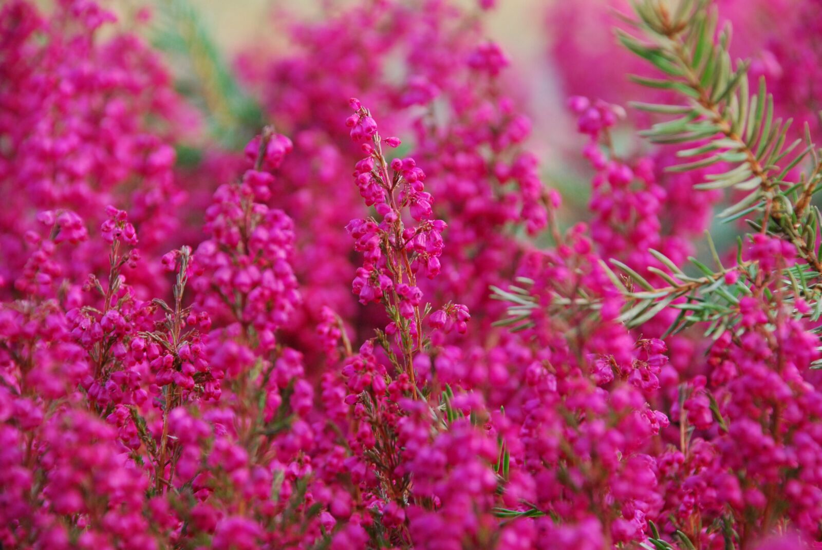 Nikon D80 sample photo. Heather, autumn, pink photography