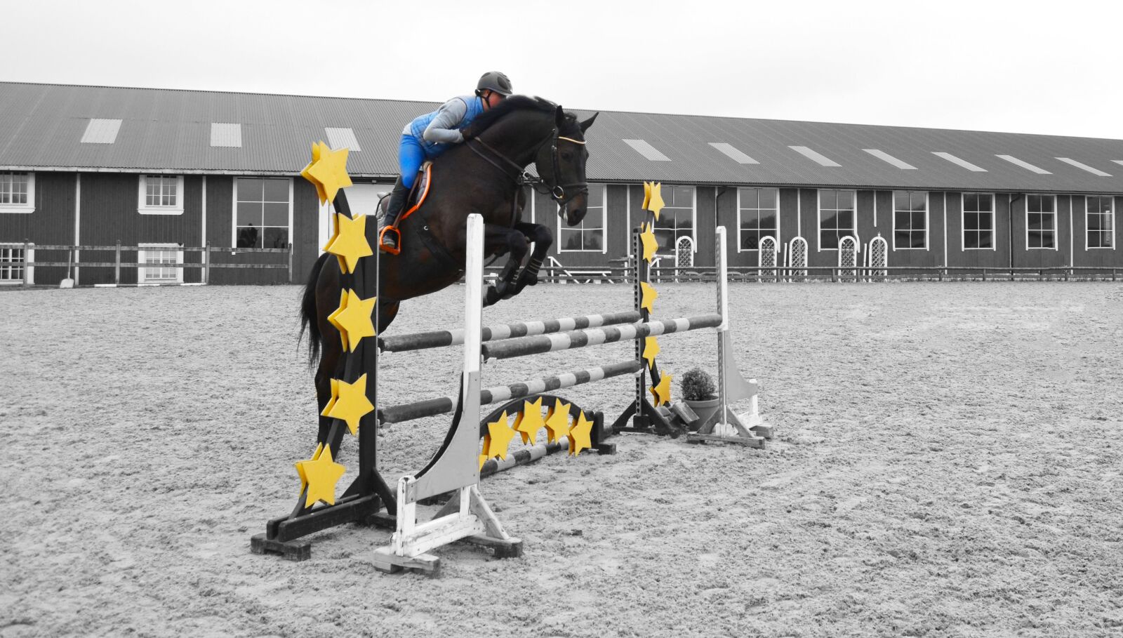 Nikon D5100 sample photo. Horse, horses, animal photography