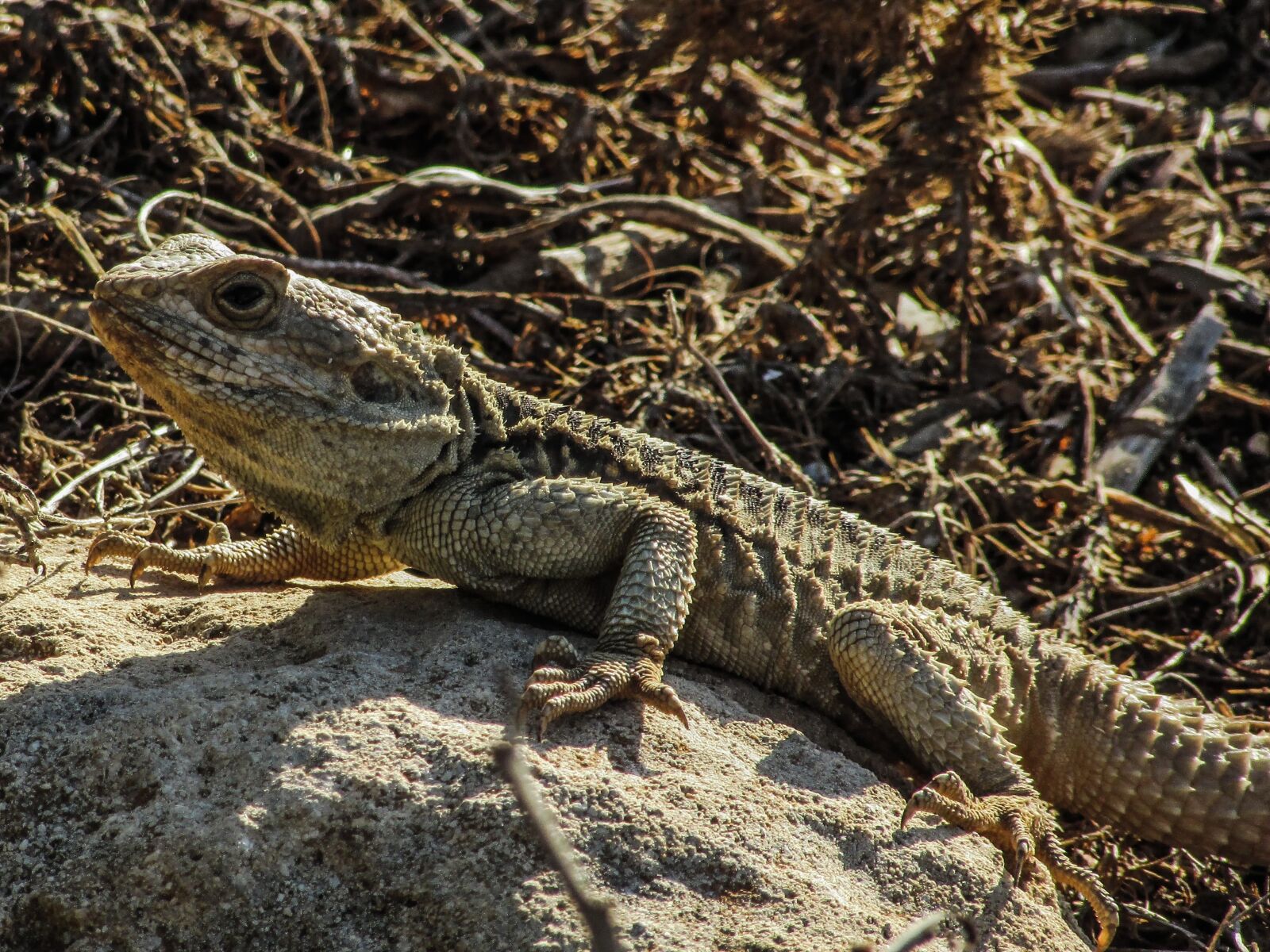 Canon PowerShot SX400 IS sample photo. Cyprus, lizard, kurkutas photography