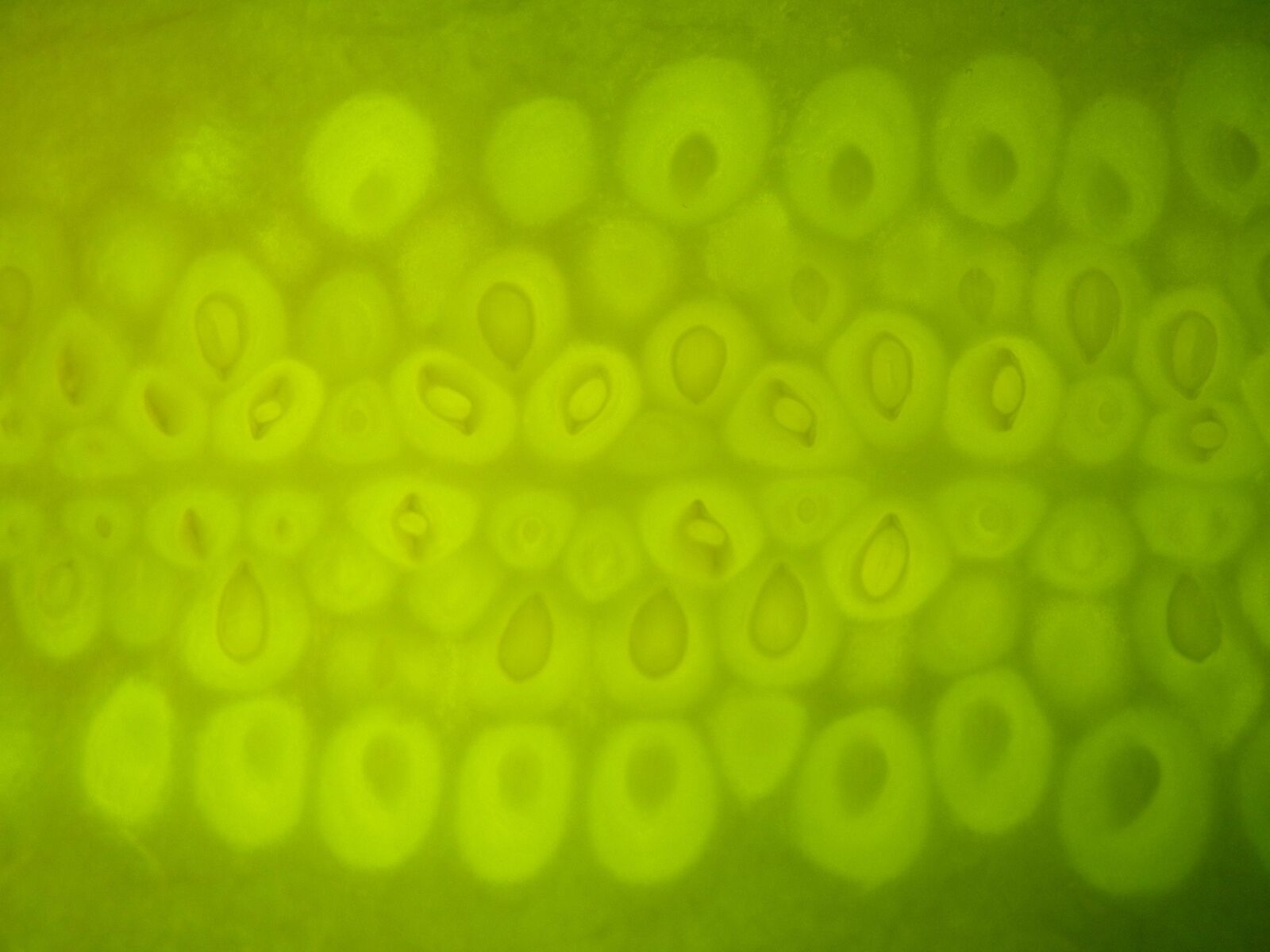 Nikon Coolpix P7000 sample photo. Texture, green, macro photography
