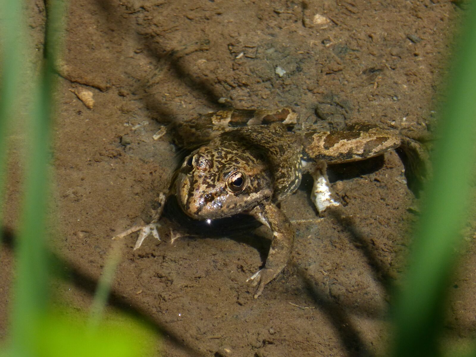 Panasonic DMC-FZ62 sample photo. Frog, river, pond photography