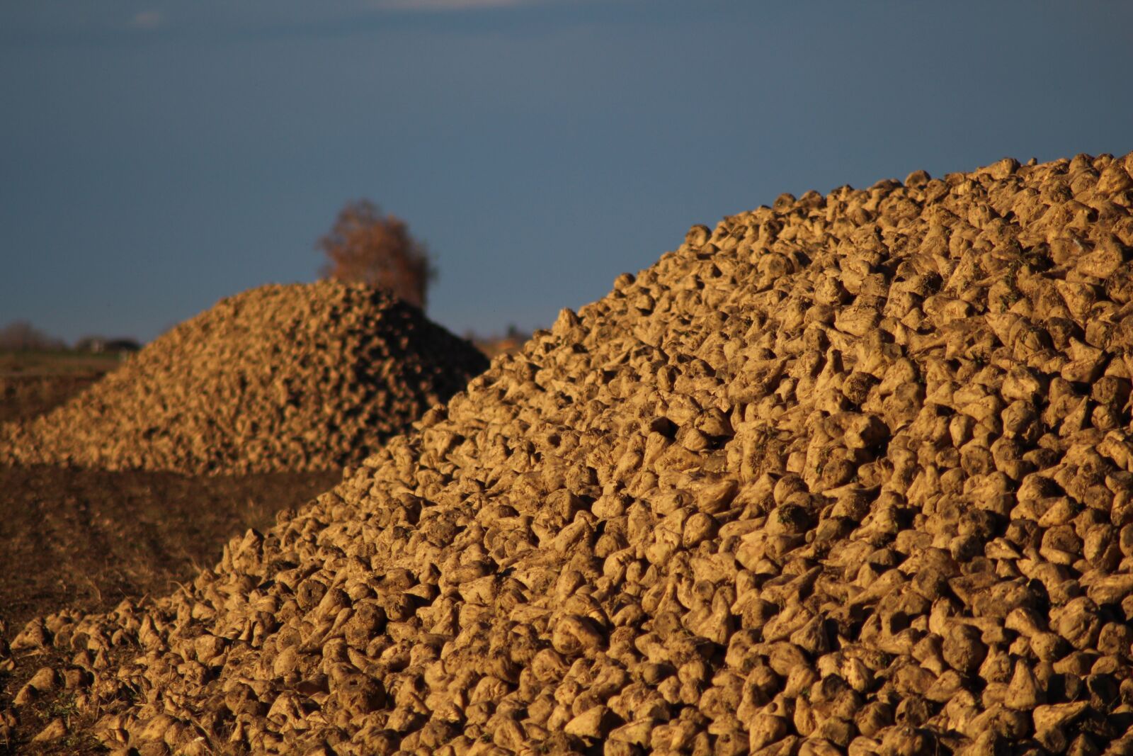 Canon EOS 700D (EOS Rebel T5i / EOS Kiss X7i) sample photo. Agriculture, sugar beet, arable photography
