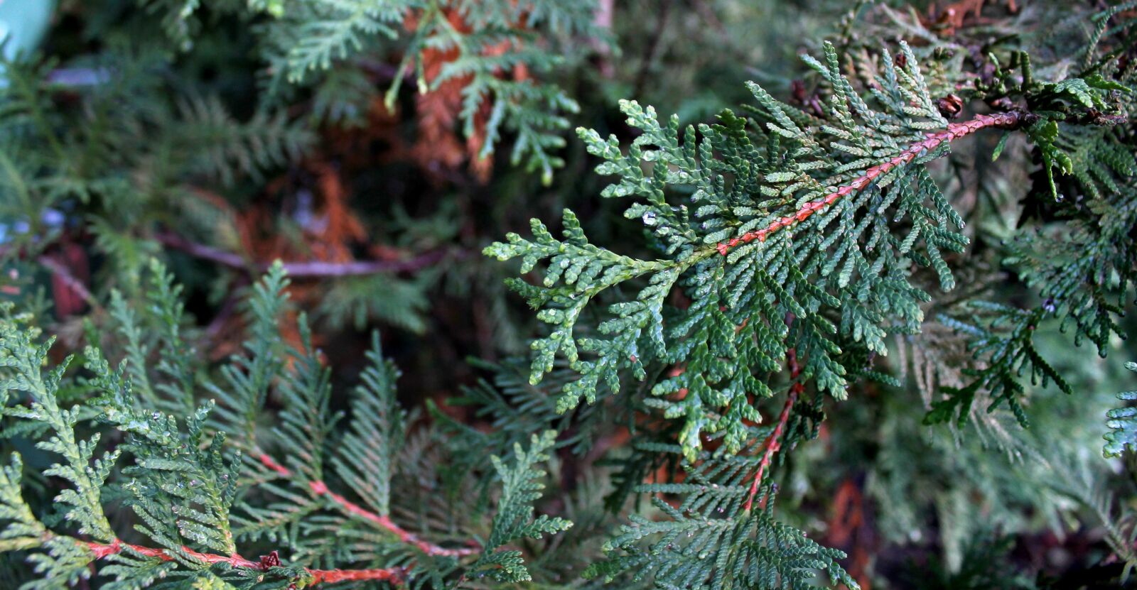 Canon EOS 1100D (EOS Rebel T3 / EOS Kiss X50) sample photo. Tree, nature, needle photography