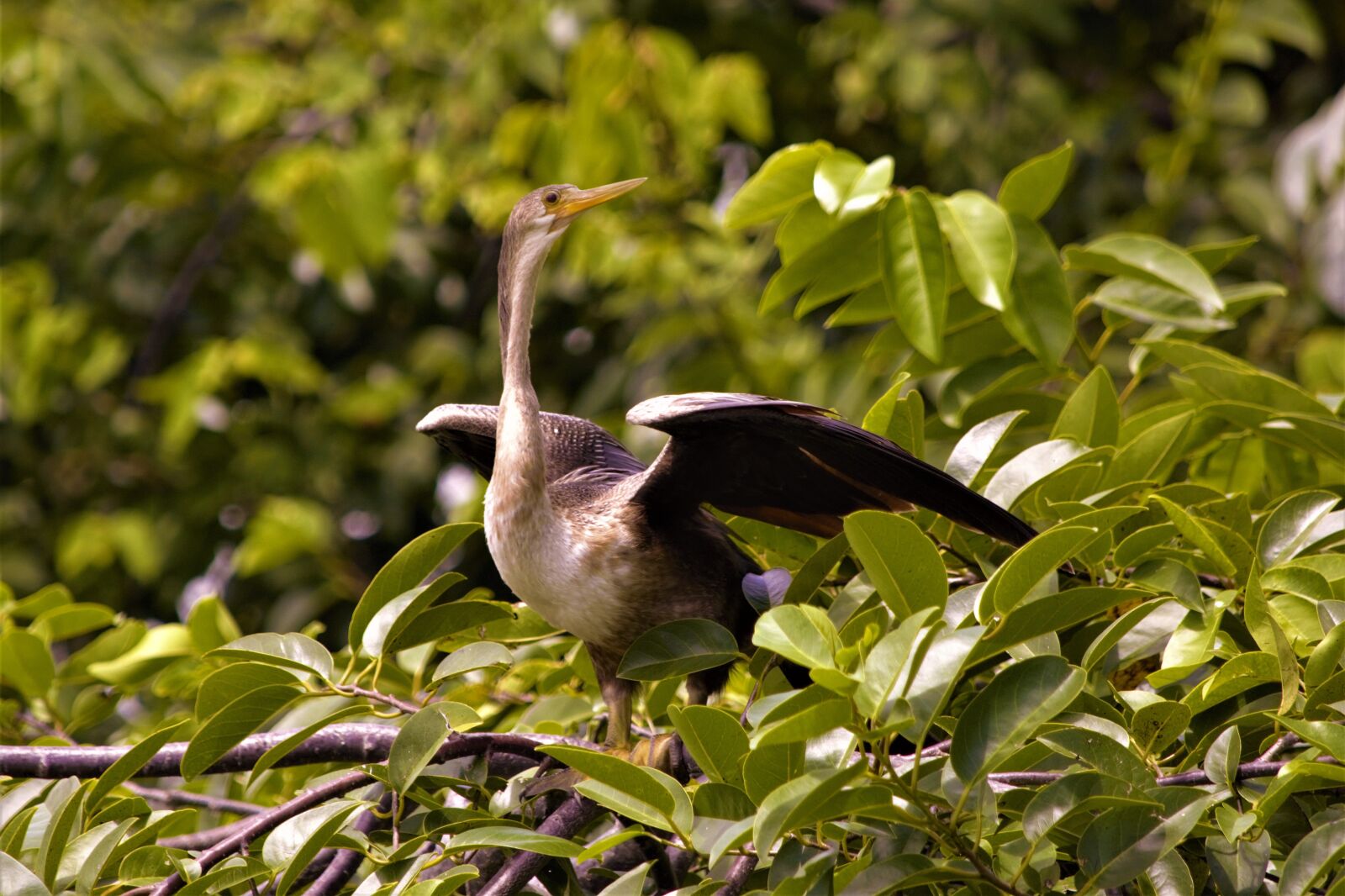 Nikon D7100 sample photo. Bird, heron, wings spread photography