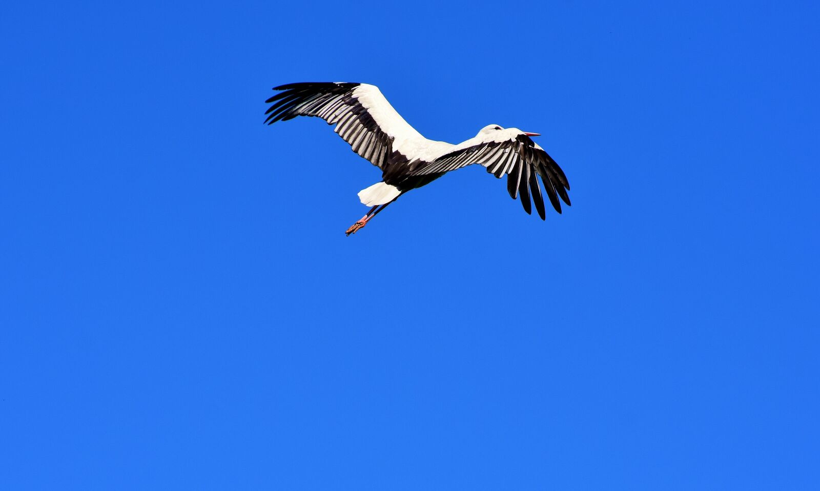 Nikon D7200 sample photo. Stork, flying, wing photography