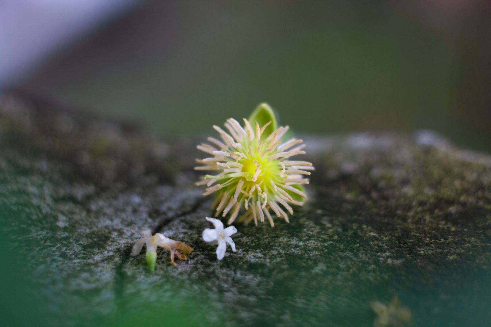 Canon EOS 700D (EOS Rebel T5i / EOS Kiss X7i) sample photo. Cylinder diamond, plant, plants photography