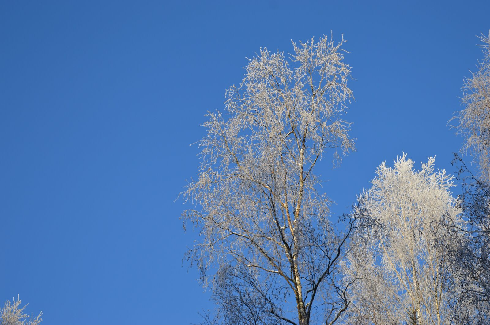 Nikon D3200 sample photo. Sky, trees, winter photography