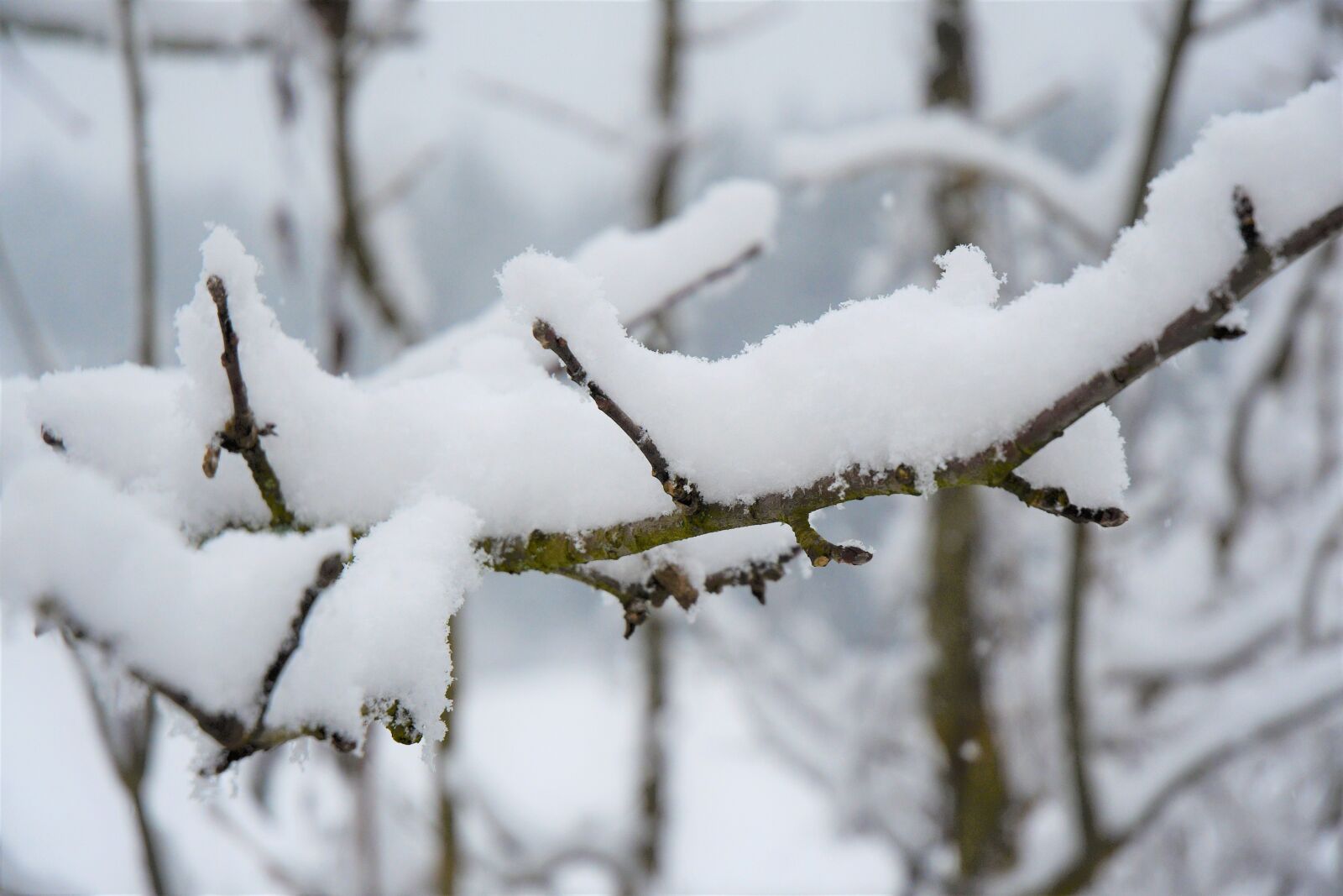 Nikon D7500 sample photo. Snow, forest, cold photography