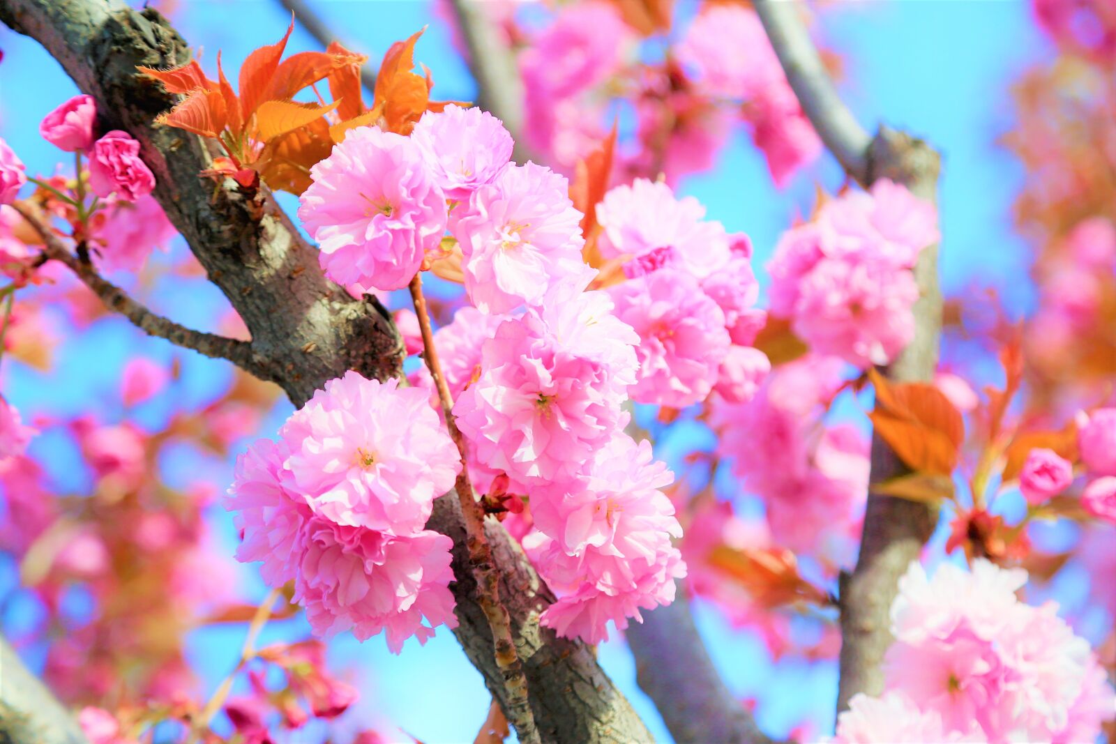 Canon EOS 5D Mark III sample photo. Flower, spring, nature photography