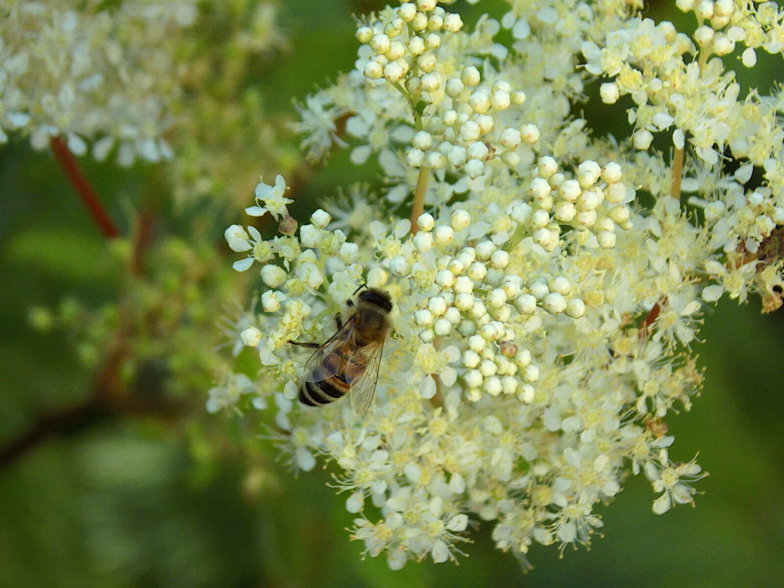 Nikon COOLPIX L330 sample photo. Bee, elder, nature photography