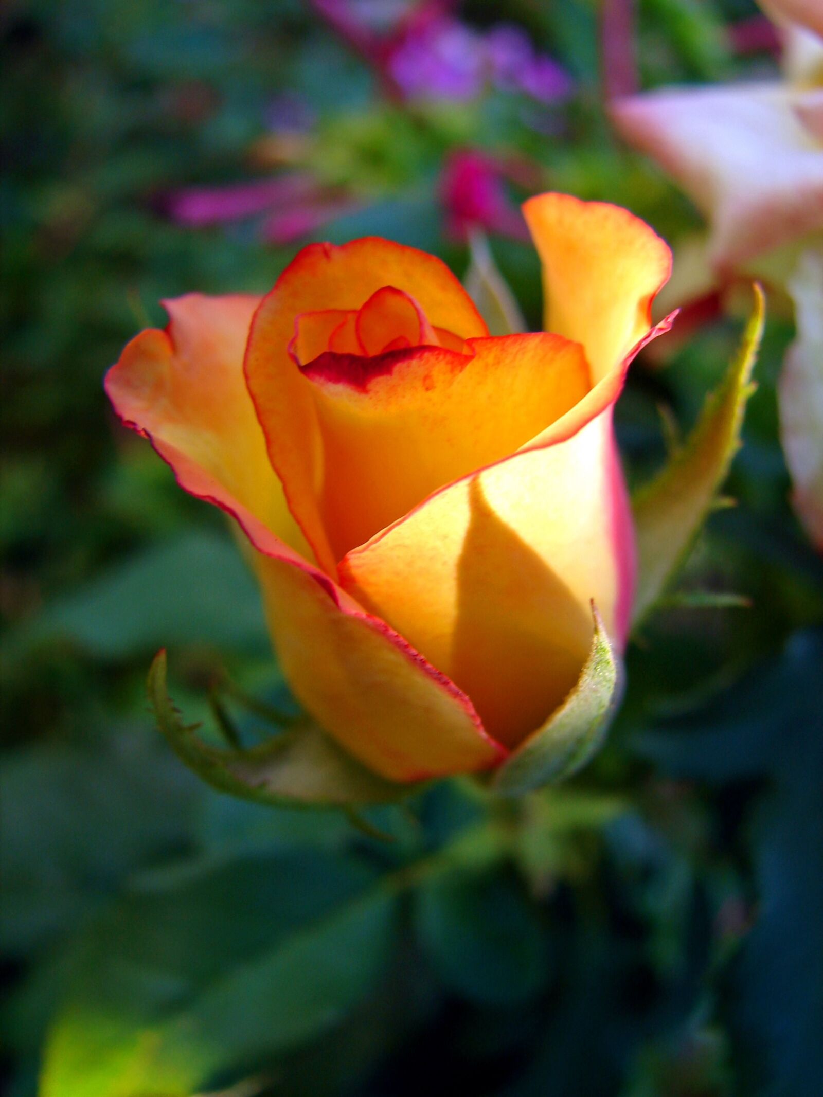 Sony DSC-H1 sample photo. Nature, garden, plant, rose photography
