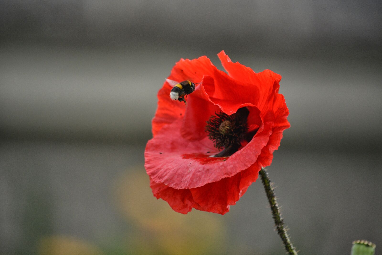 Nikon D5200 sample photo. Botaniquenature, coquelicot, ete, faune photography