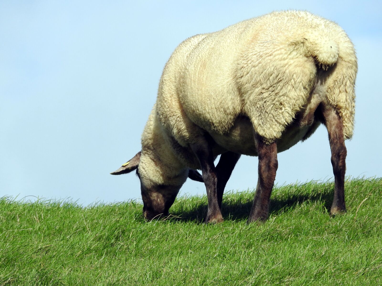 Nikon Coolpix P900 sample photo. Sheep, pasture, meadow photography