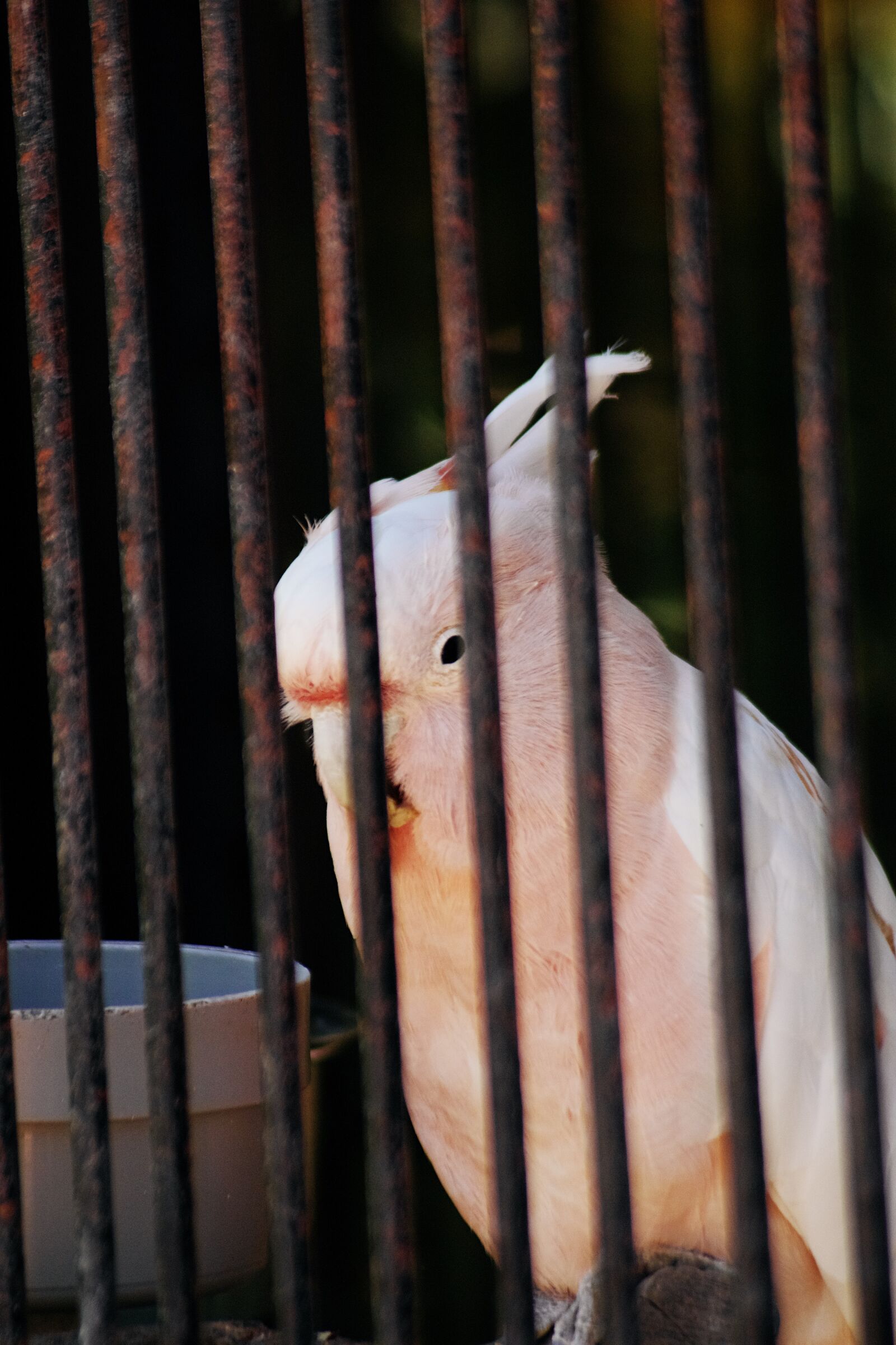 Canon EOS 750D (EOS Rebel T6i / EOS Kiss X8i) sample photo. Bird, avian, feather photography