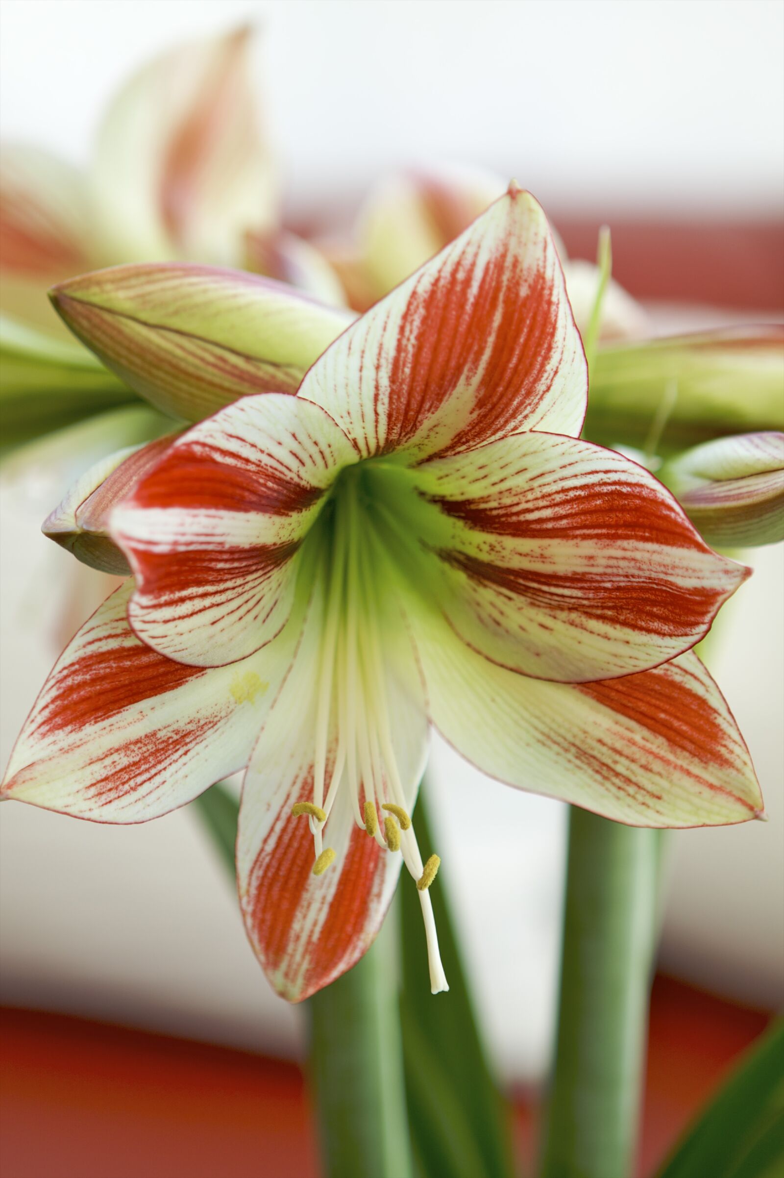 Canon EOS 50D sample photo. Amaryllis, multicolor, flower photography