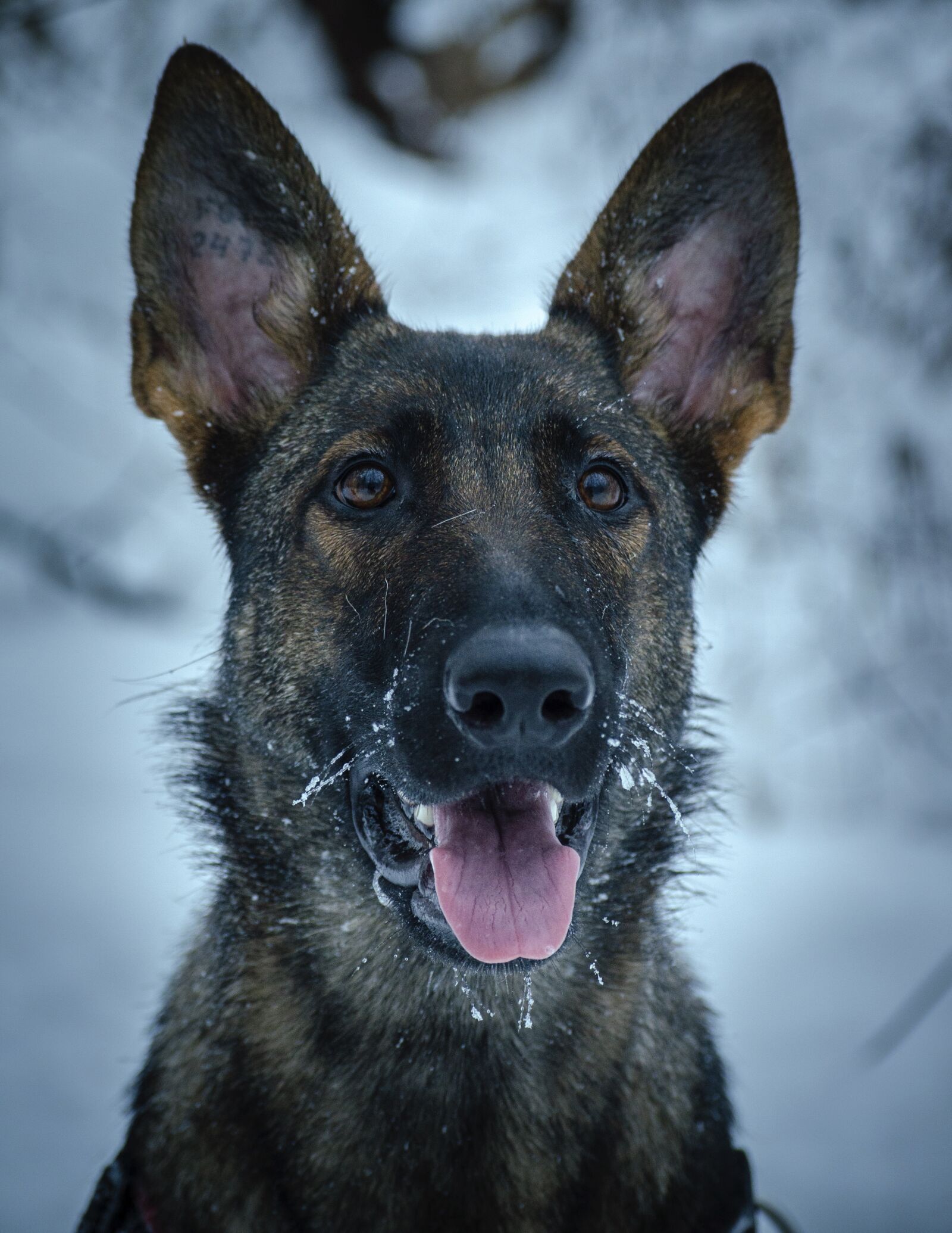 Nikon D5100 sample photo. Dog, pet, snow photography