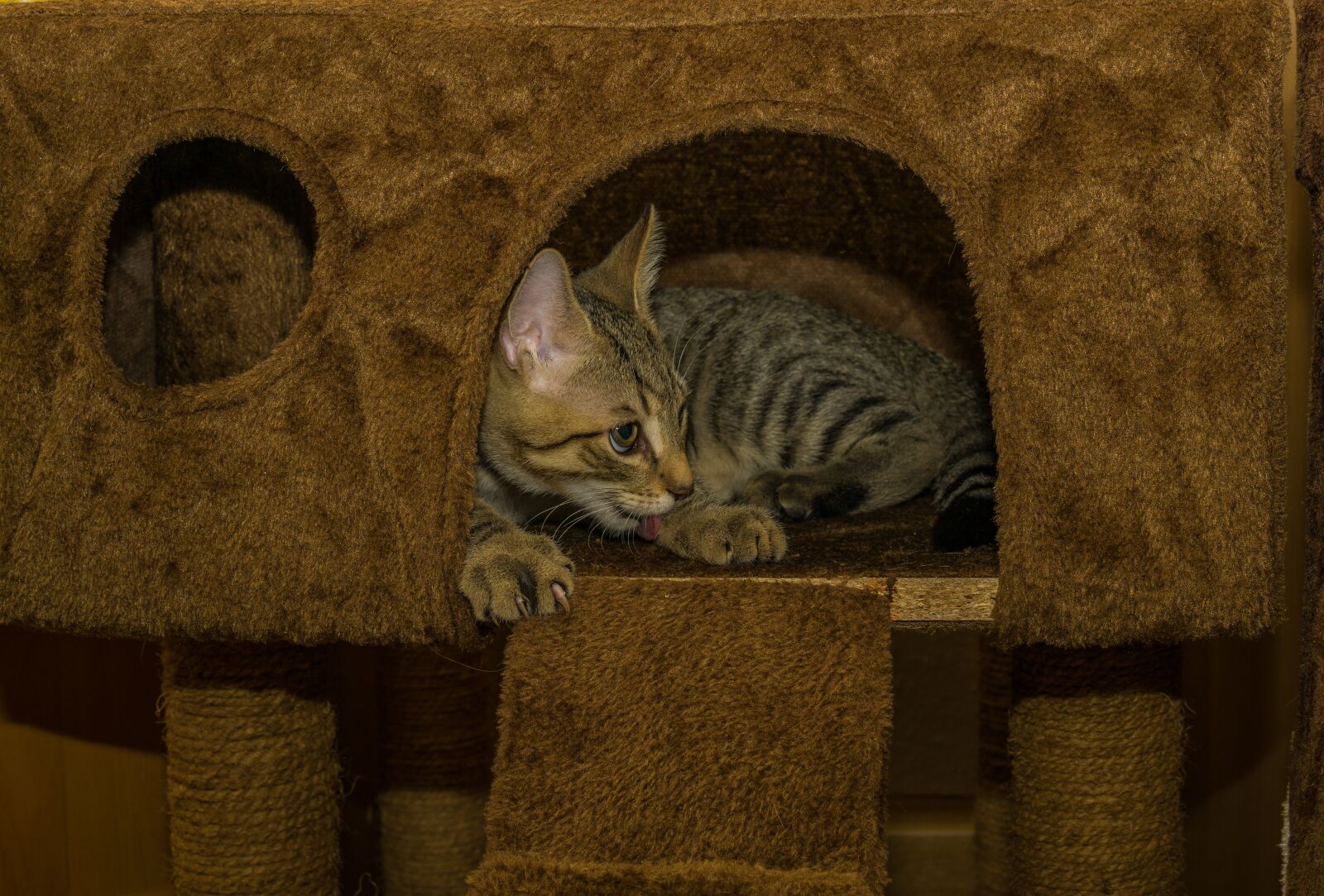 30mm F1.4 DC DN | Contemporary 016 sample photo. Cat, small, mackerel photography