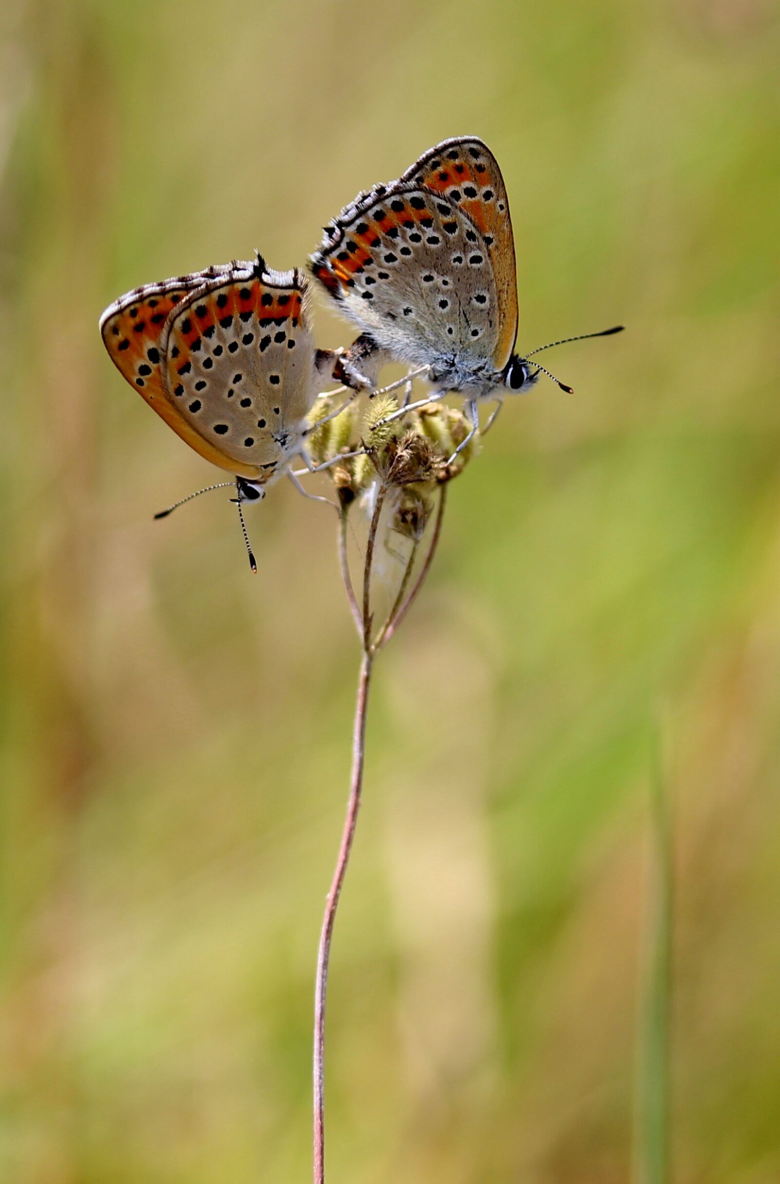 Canon EF-S 60mm F2.8 Macro USM sample photo. Butterfly, pair, mating photography