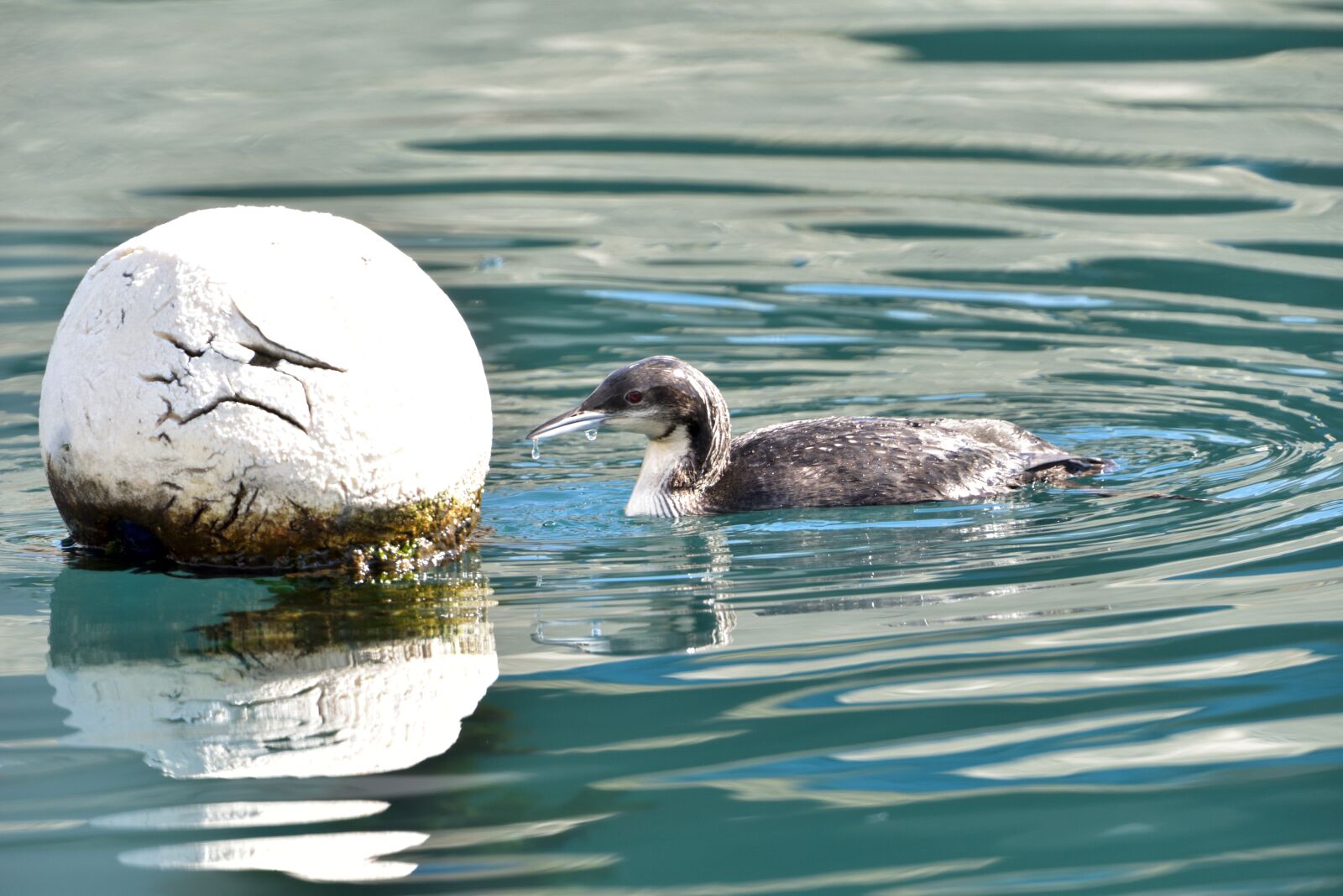 Nikon D810 sample photo. Waters, natural, wild animals photography