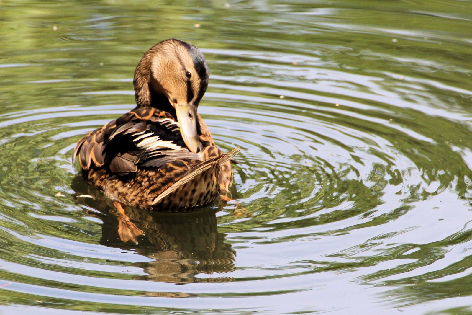 Canon EOS 600D (Rebel EOS T3i / EOS Kiss X5) sample photo. Duck, mallard, water bird photography