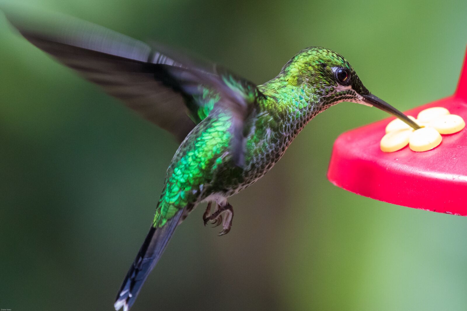 Canon EOS 7D Mark II sample photo. Hummingbird, bird, wing photography