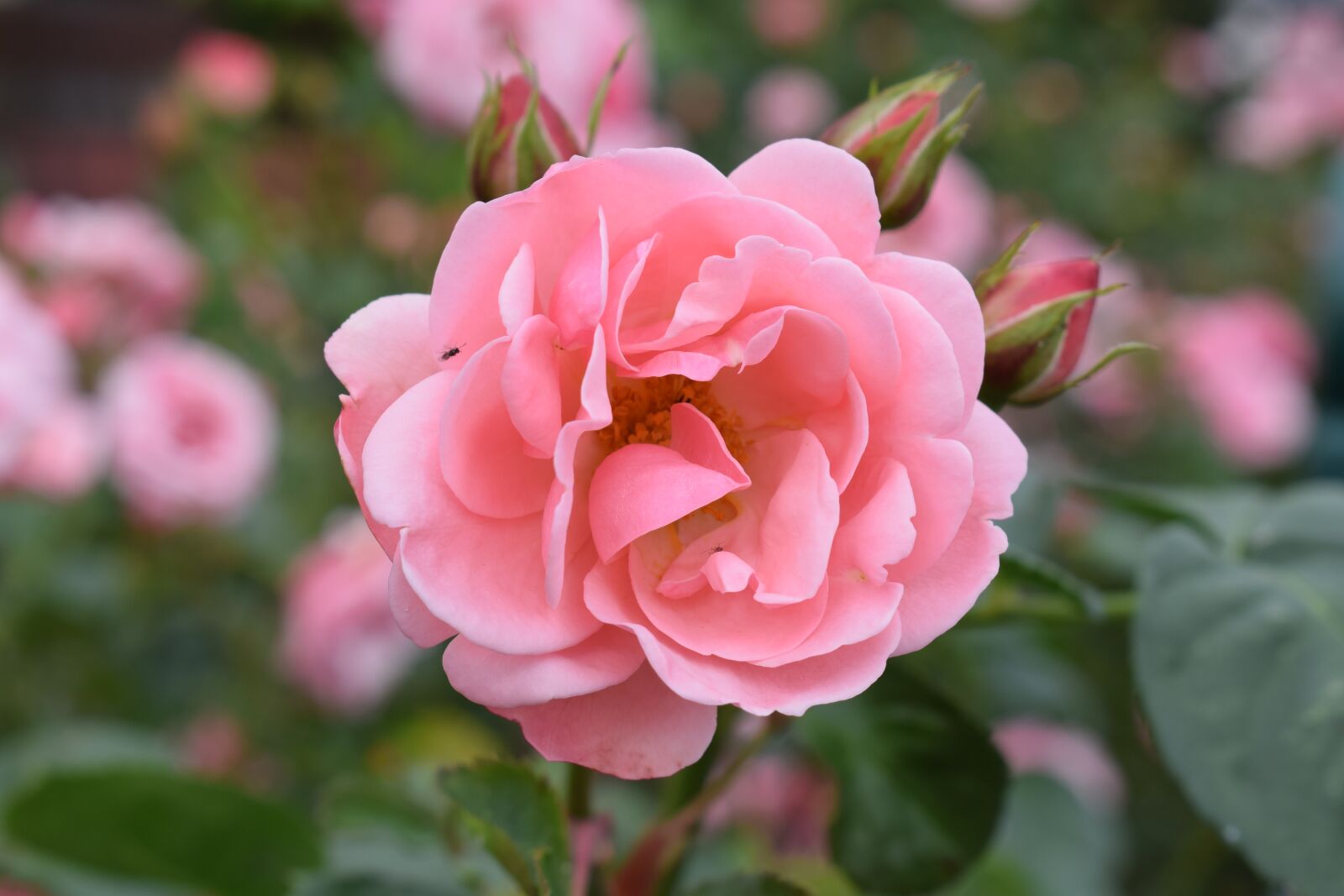 Nikon D3300 sample photo. Ros, roses, flower photography