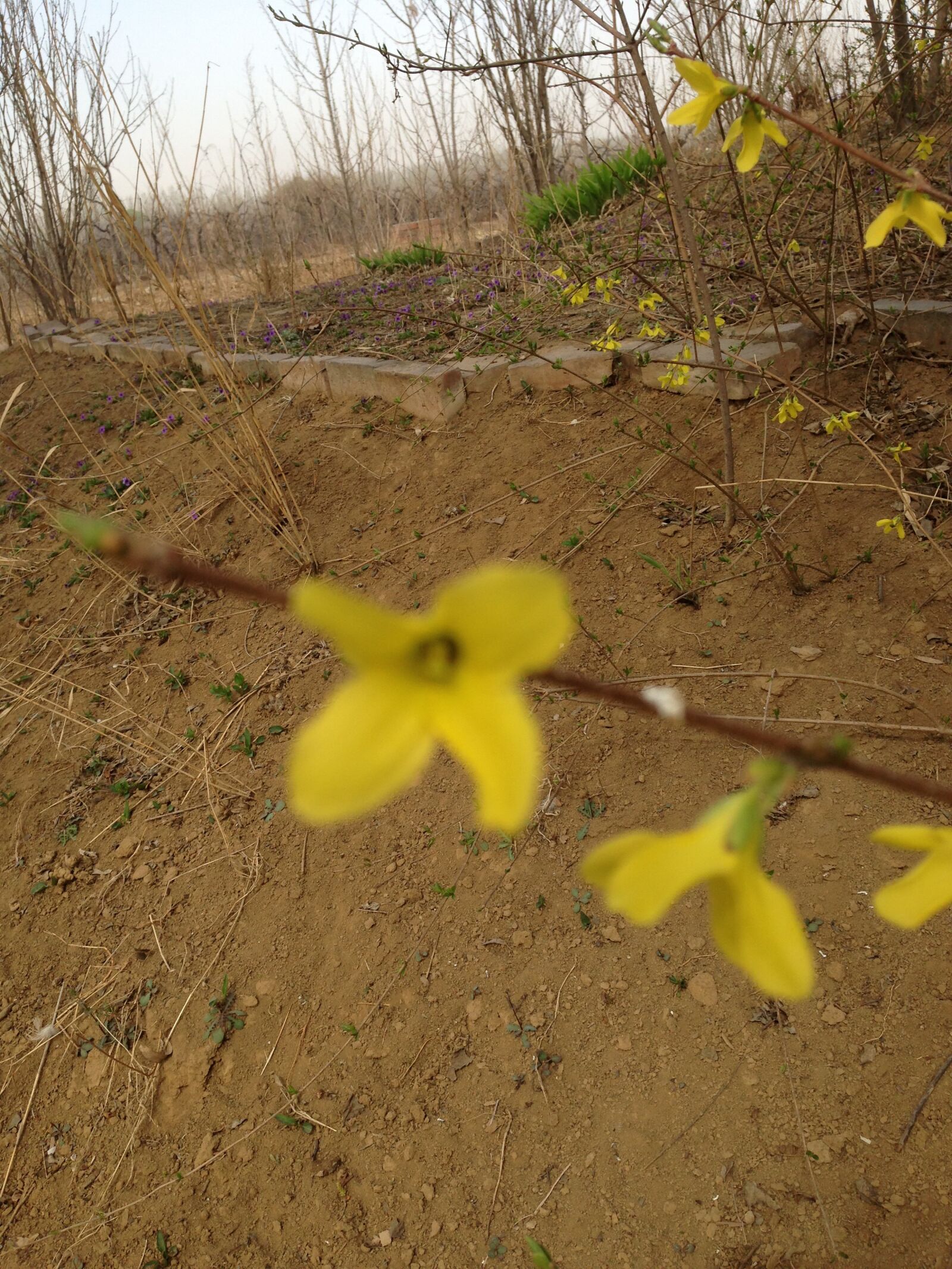Apple iPhone 5 sample photo. Spring, yellow flower, forsythia photography