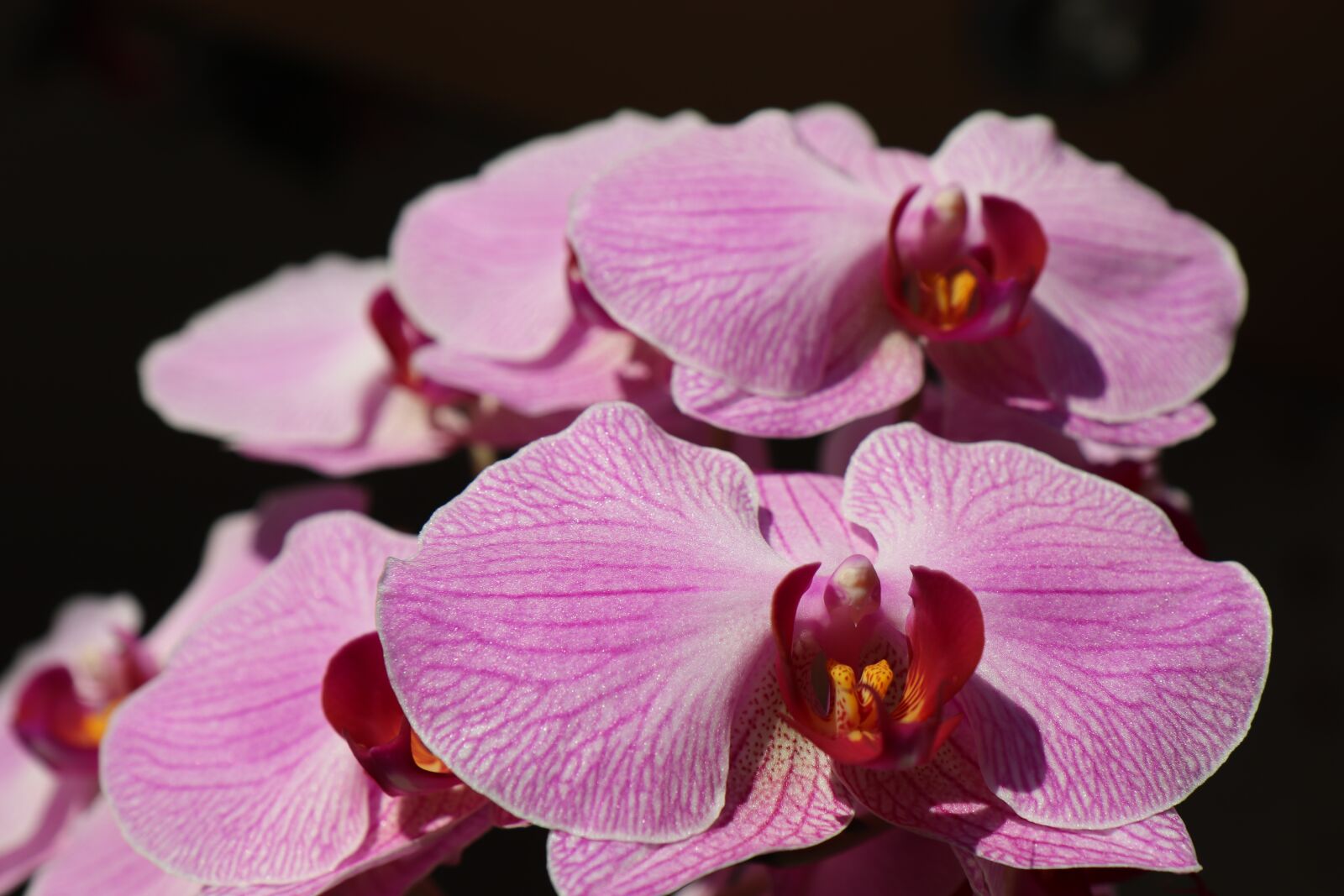 Canon EOS 800D (EOS Rebel T7i / EOS Kiss X9i) sample photo. Orchid, orchids flowers, blossom photography